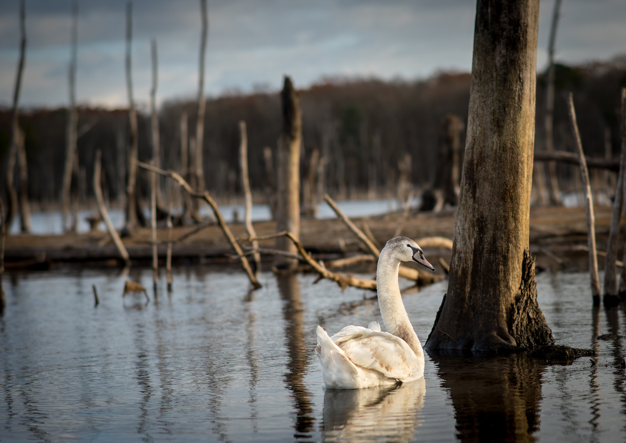 Nikon D810 + Sigma 85mm F1.4 EX DG HSM sample photo. Sunset swan photography