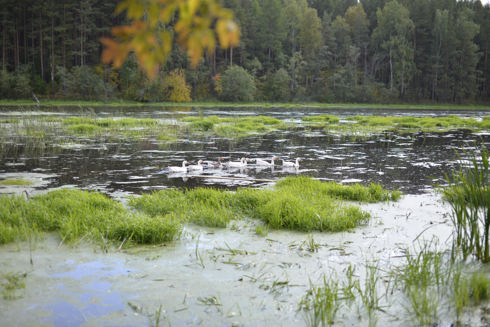 Nikon D610 sample photo. Geese on a pond photography