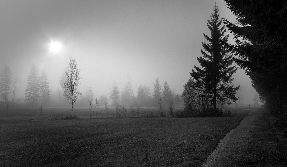 Canon EOS 40D sample photo. A foggy day in the moor photography
