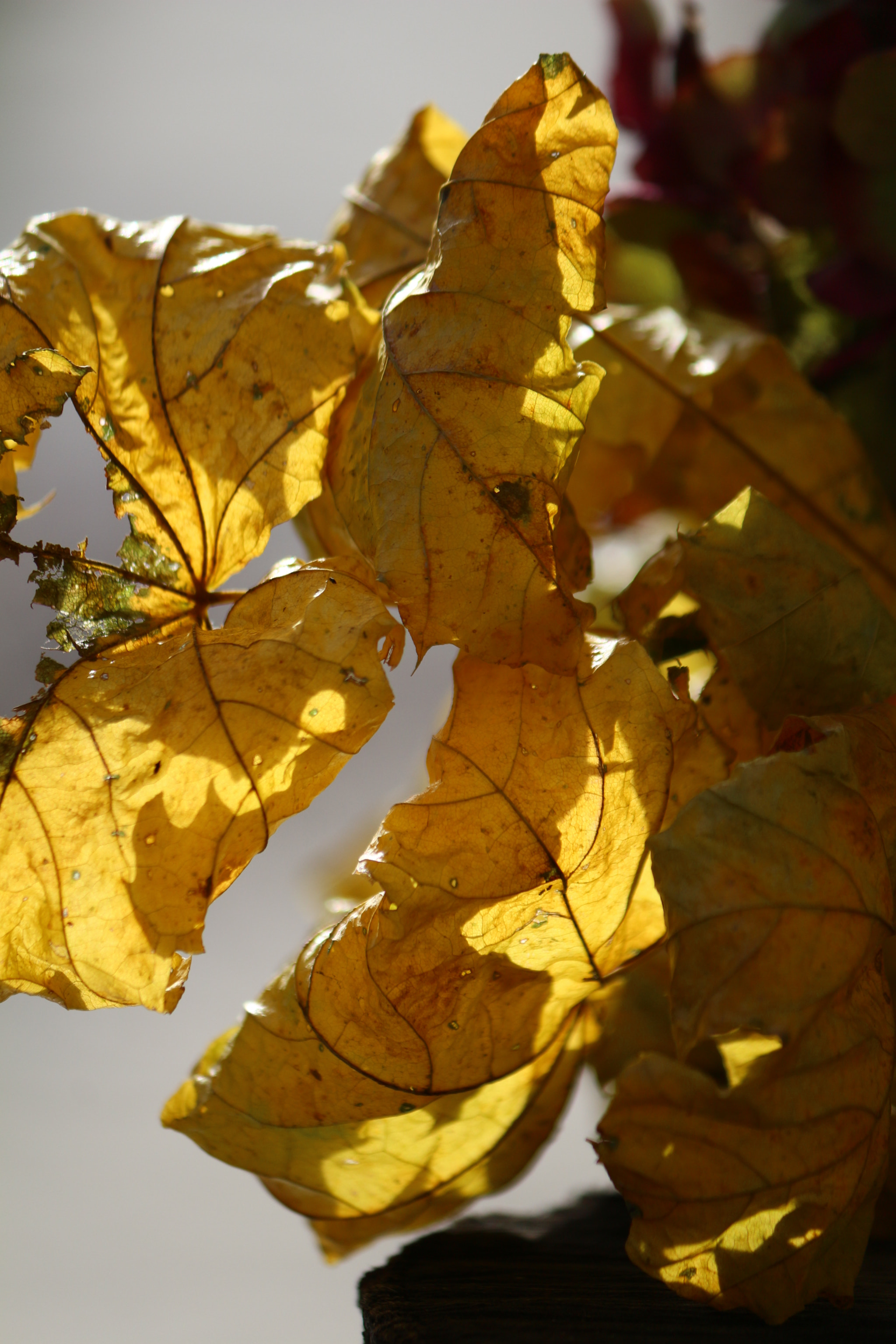 Canon EF-S 55-250mm F4-5.6 IS II sample photo. Shadows photography