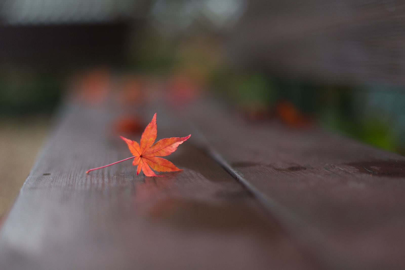 Nikon D4 + Nikon AF-S Nikkor 50mm F1.4G sample photo. Single red leaf photography