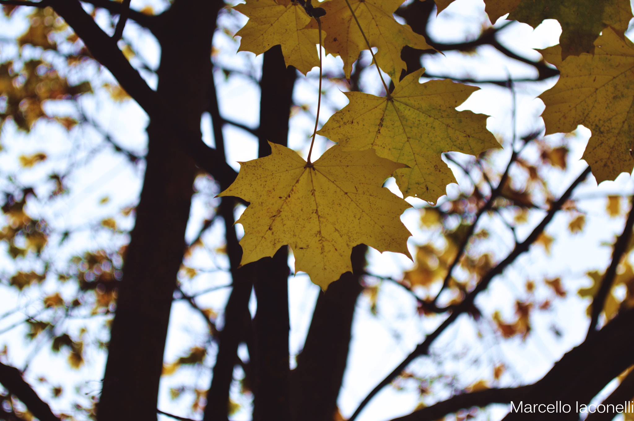 Nikon D3200 sample photo. Autumn vibes photography