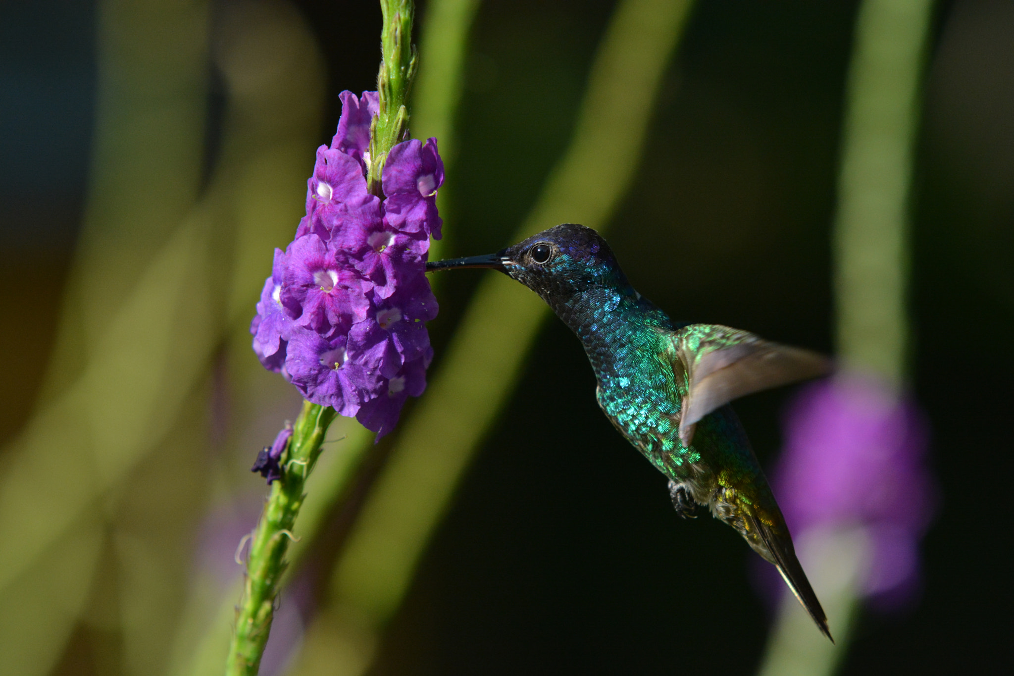 Sigma 70-200mm F2.8 EX DG Macro HSM II sample photo. Humming bird photography