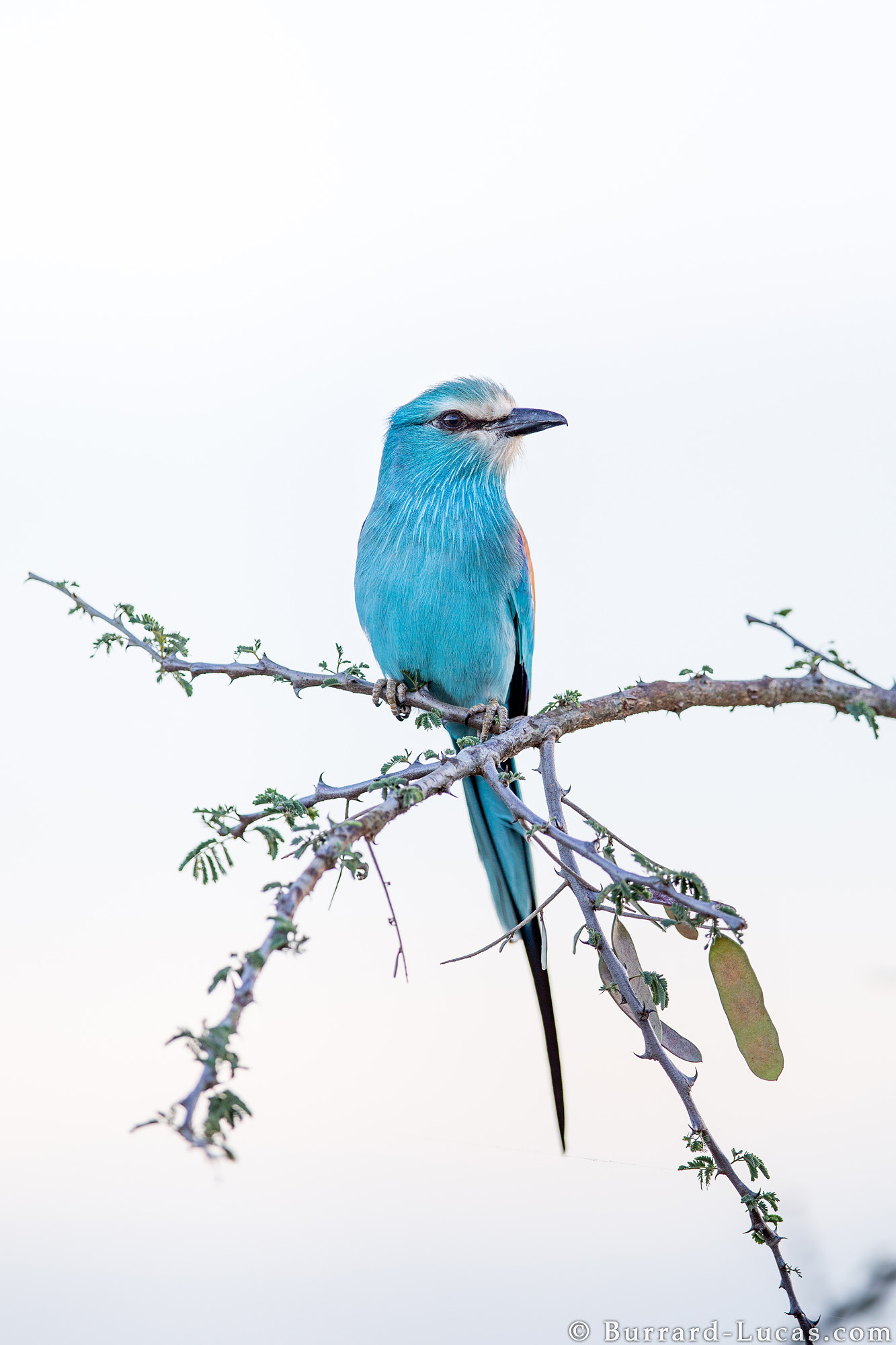 Canon EF 400mm F2.8L IS II USM sample photo. Abyssinian roller photography