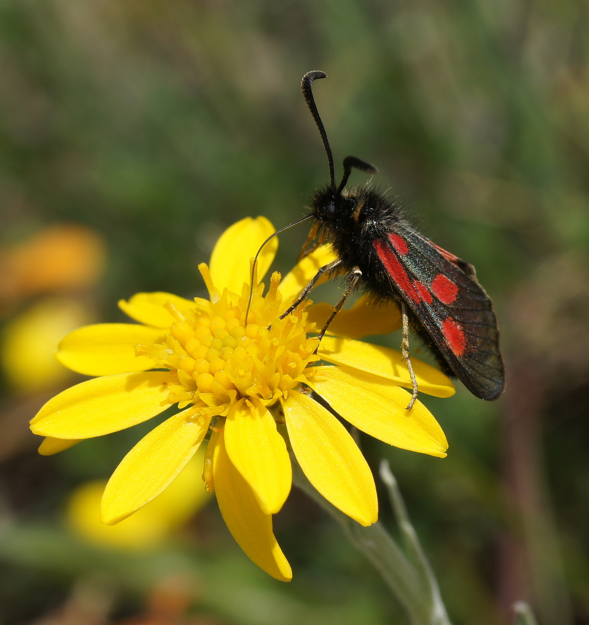 Sony SLT-A33 + Tamron SP AF 90mm F2.8 Di Macro sample photo. Sechsfleck widderchen / six spot burnet photography