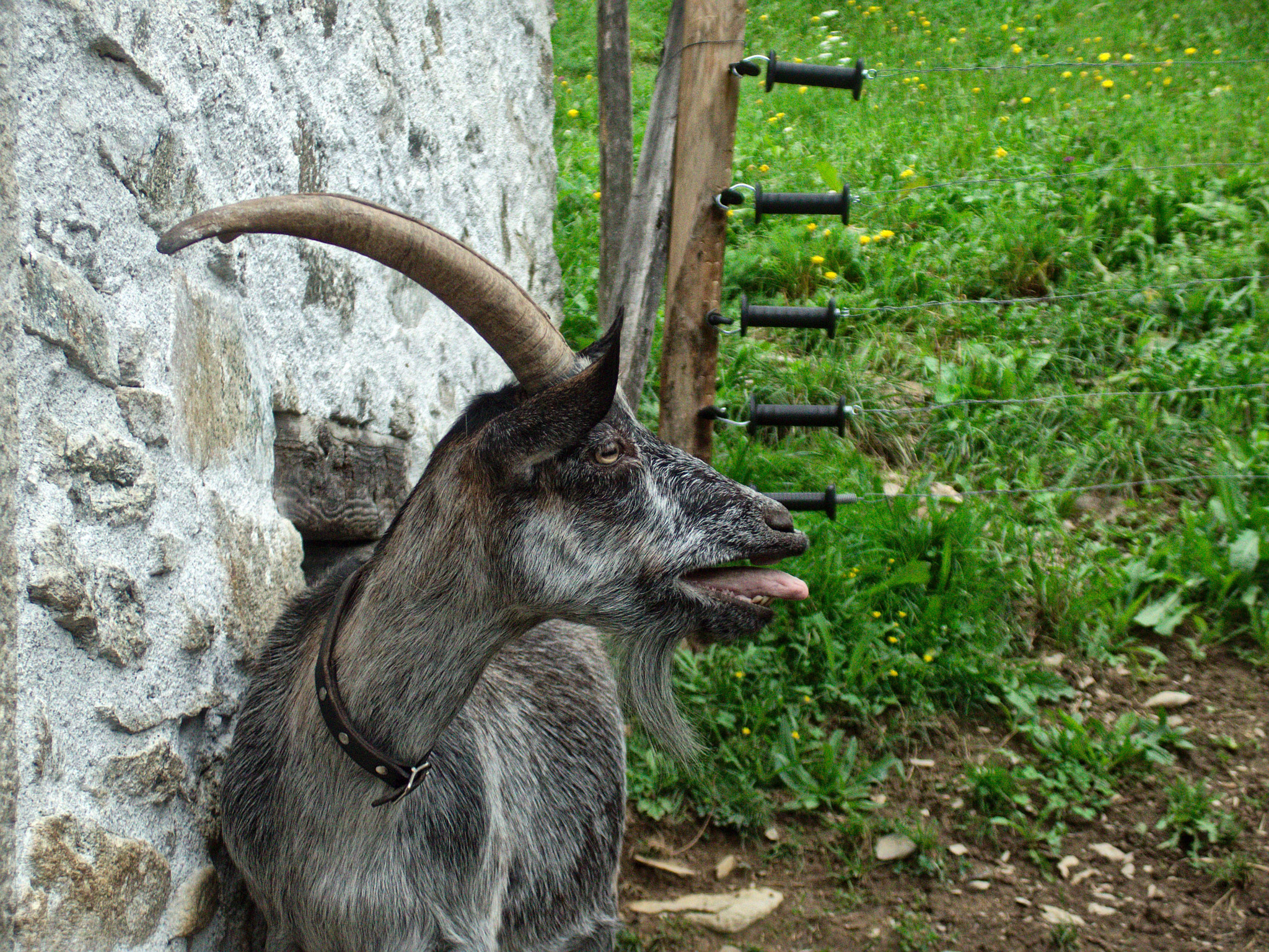 Olympus Stylus XZ-10 sample photo. Goat photography
