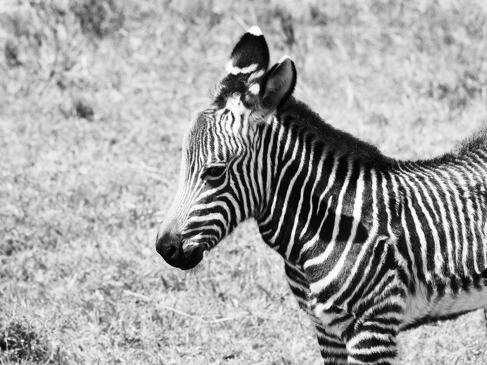 Olympus OM-D E-M5 II sample photo. Zebra photography