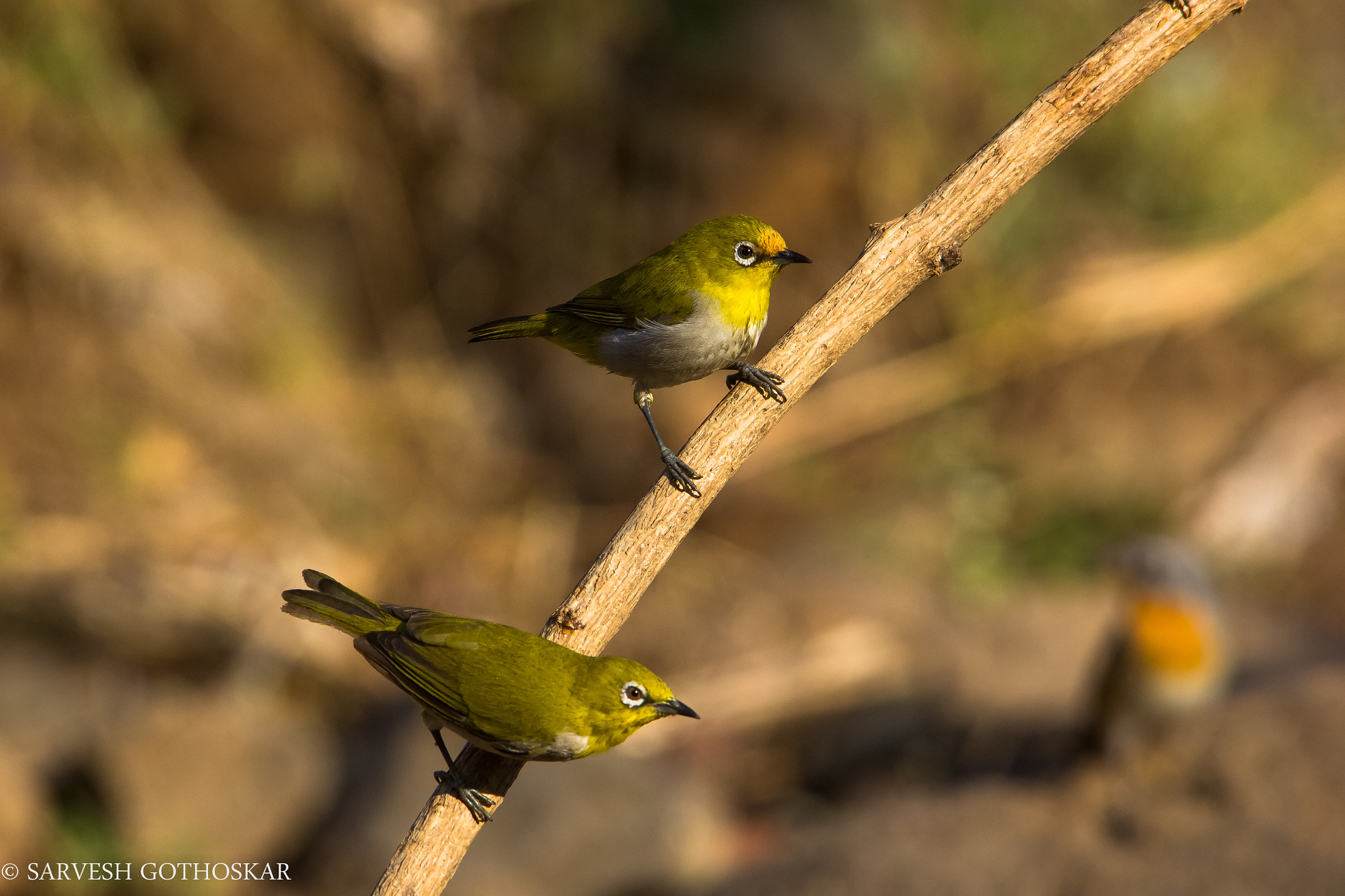 Sigma 150-500mm F5-6.3 DG OS HSM sample photo. Oriental white eye photography