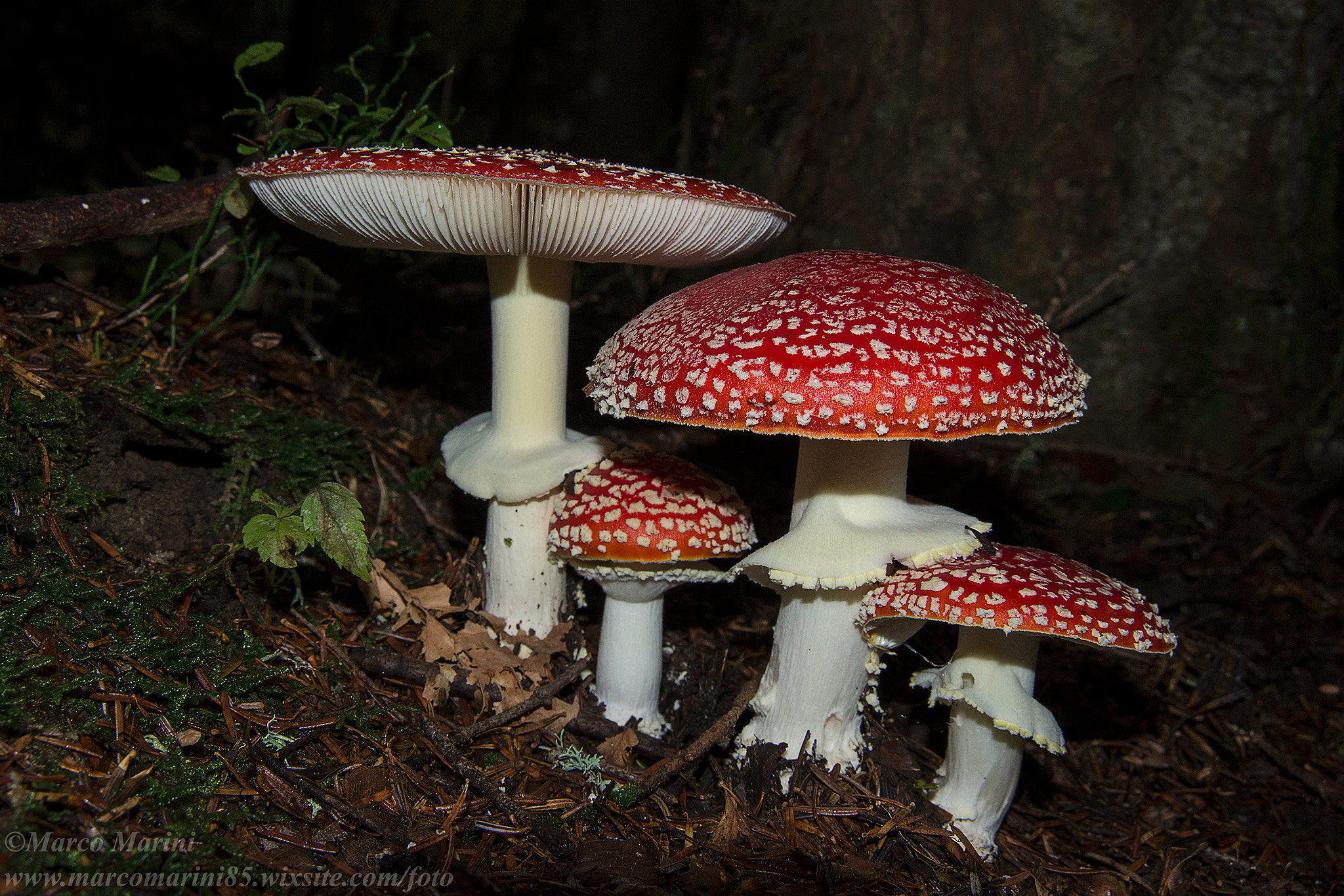 Nikon AF Nikkor 24-85mm F2.8-4D IF sample photo. Poisonous family photography