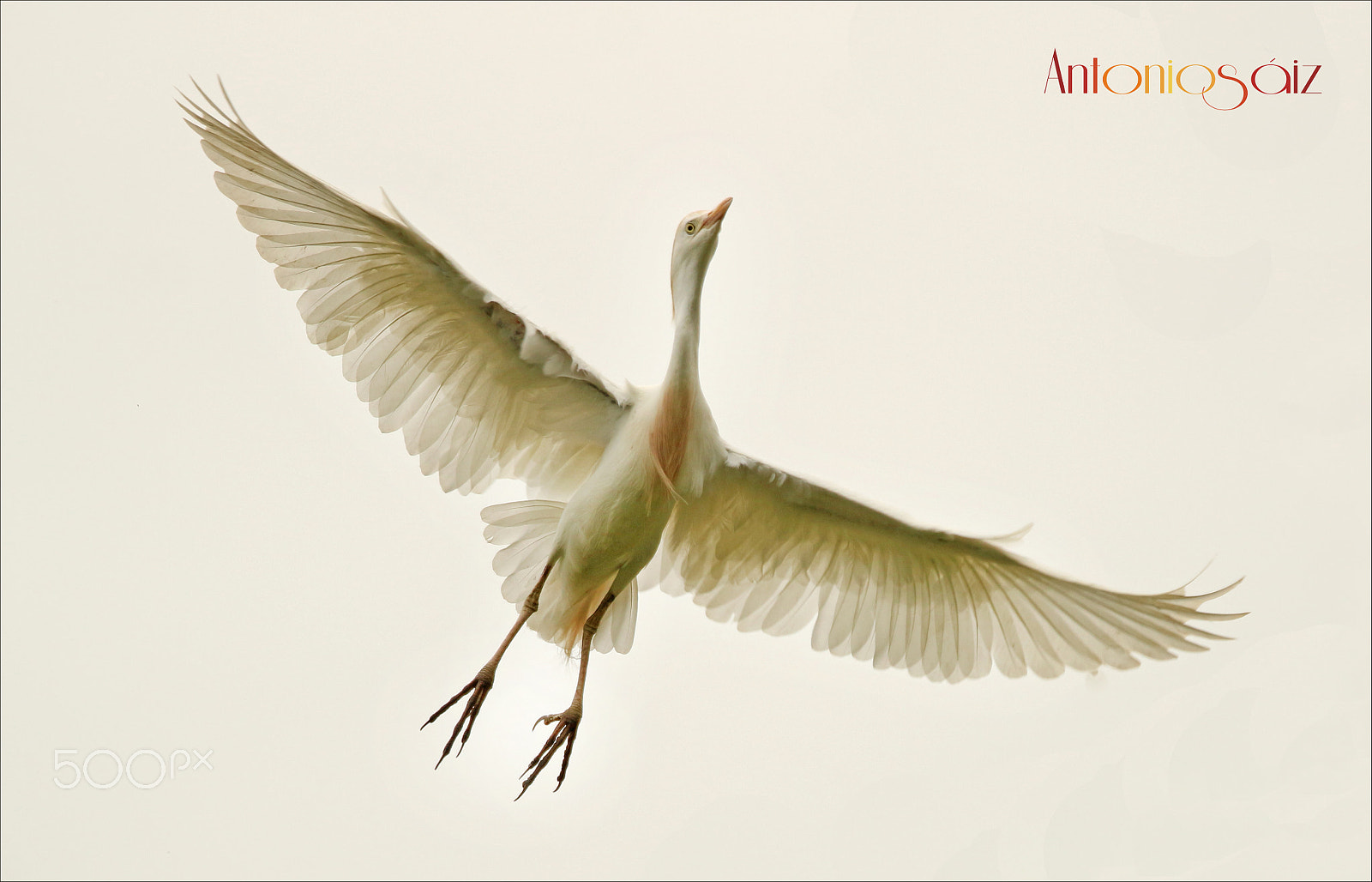 Canon EF 100-400mm F4.5-5.6L IS USM sample photo. Garceta photography