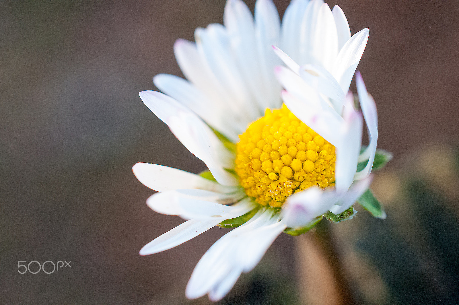 Nikon AF-S DX Micro Nikkor 40mm F2.8 sample photo. Daisy photography