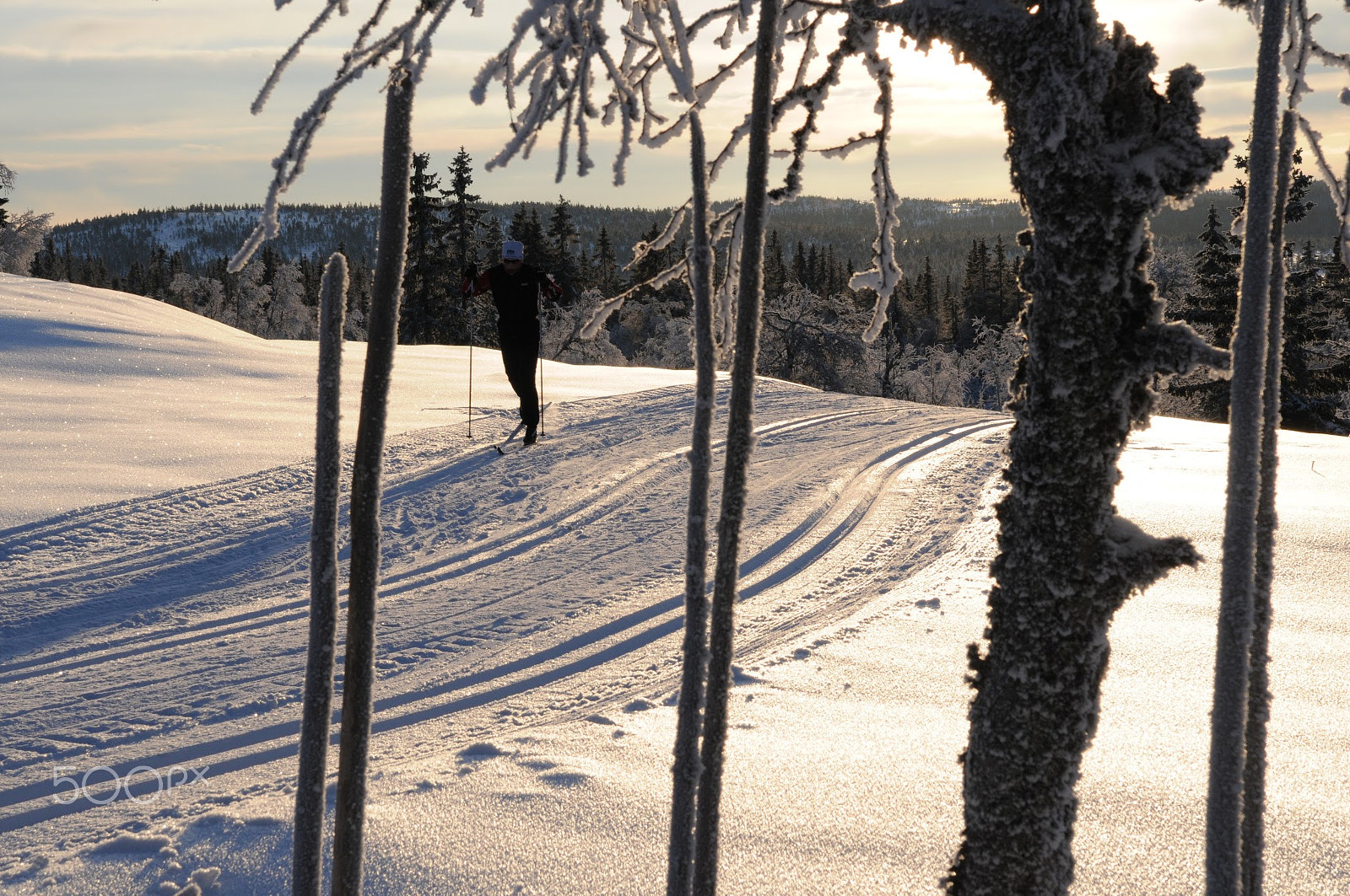 Nikon D300S sample photo. Cross country skier photography