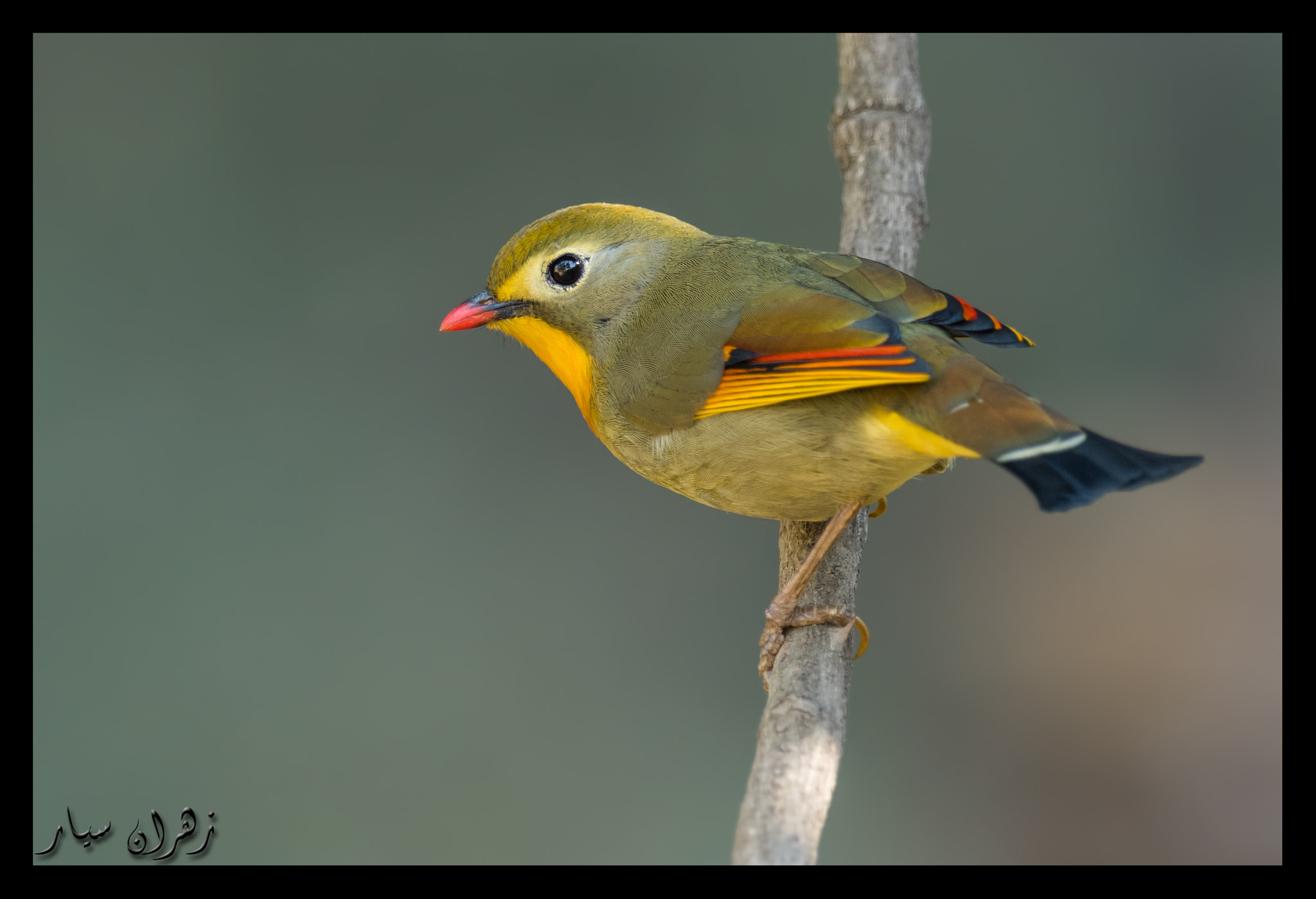 Nikon D500 + Nikon AF-S Nikkor 600mm F4G ED VR sample photo. Secretive ! photography