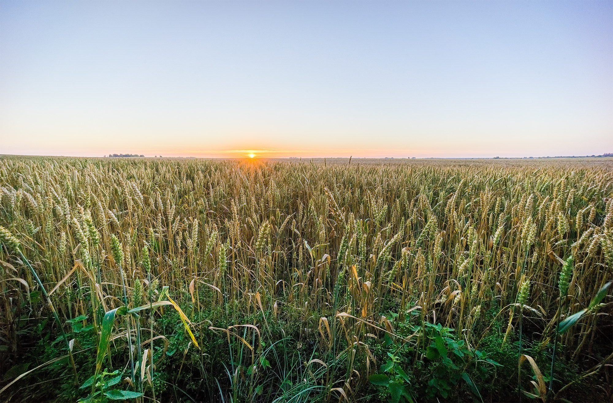 Sony a7R + Sony E 10-18mm F4 OSS sample photo. Fields of gold photography