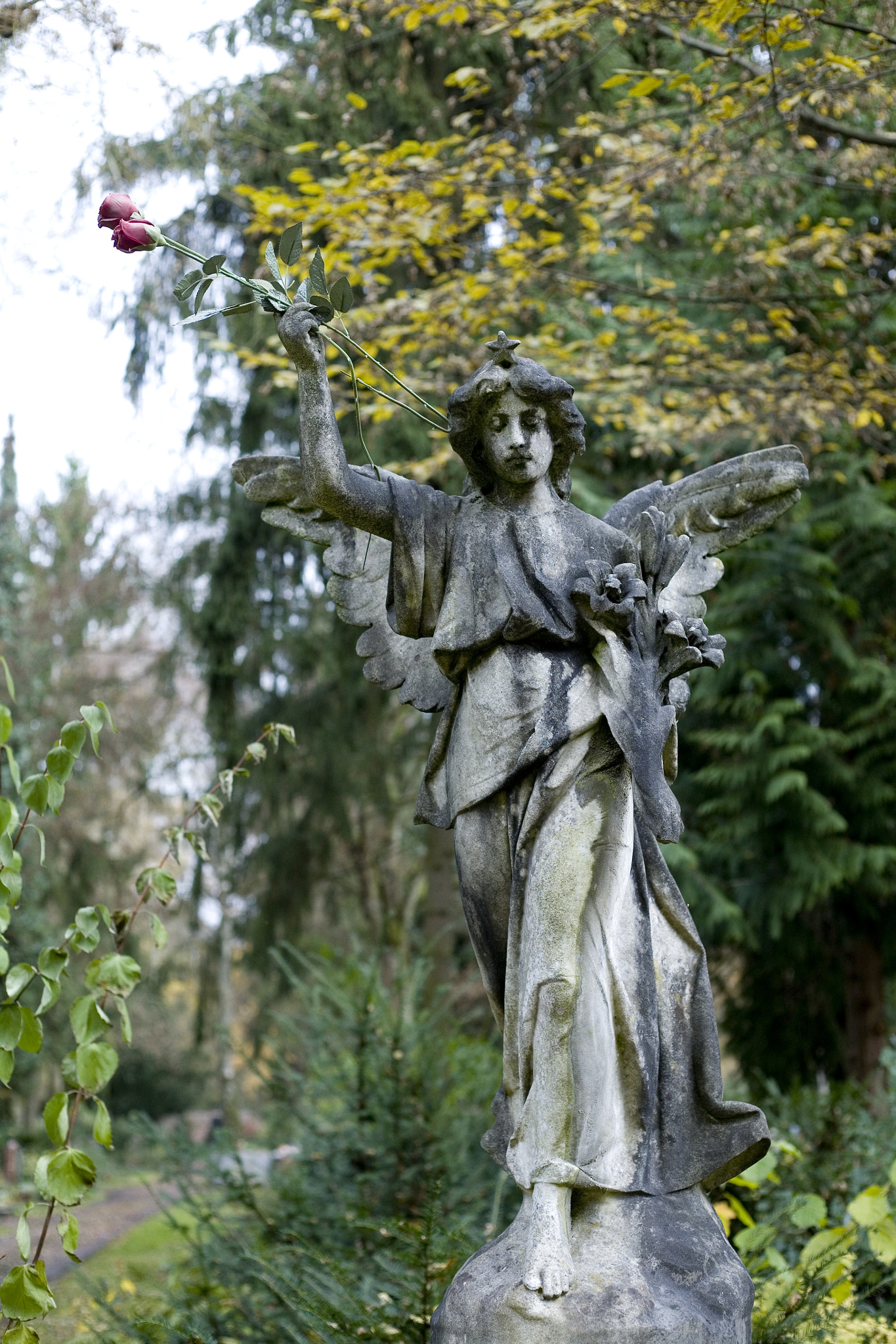 Canon EOS 5D + Canon EF 50mm f/1.8 sample photo. Engel mit rose photography