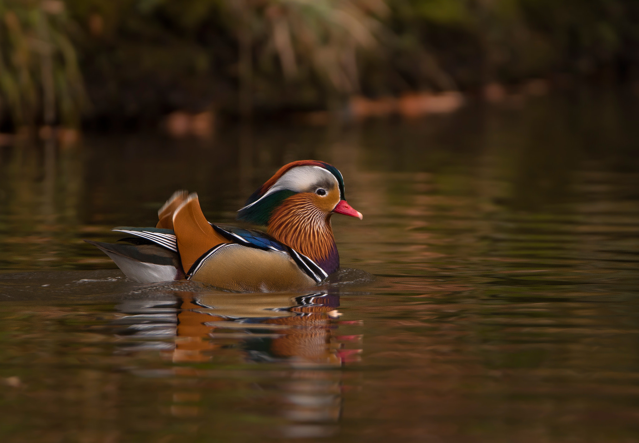 Nikon D5100 sample photo. Mandarin duck photography