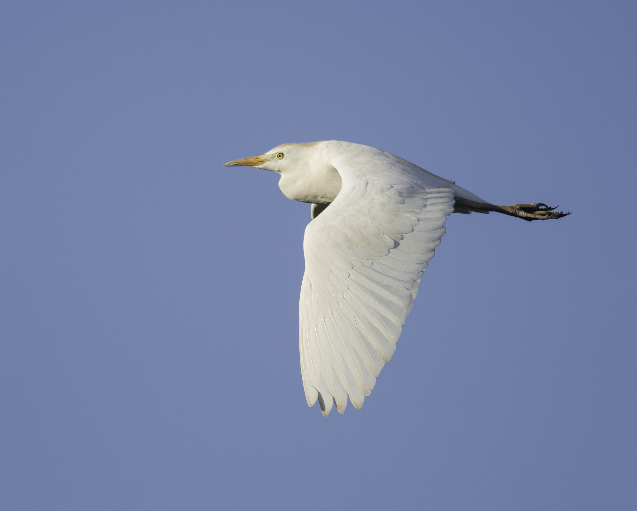 Nikon AF-S Nikkor 300mm F4D ED-IF sample photo. Vaqueira photography
