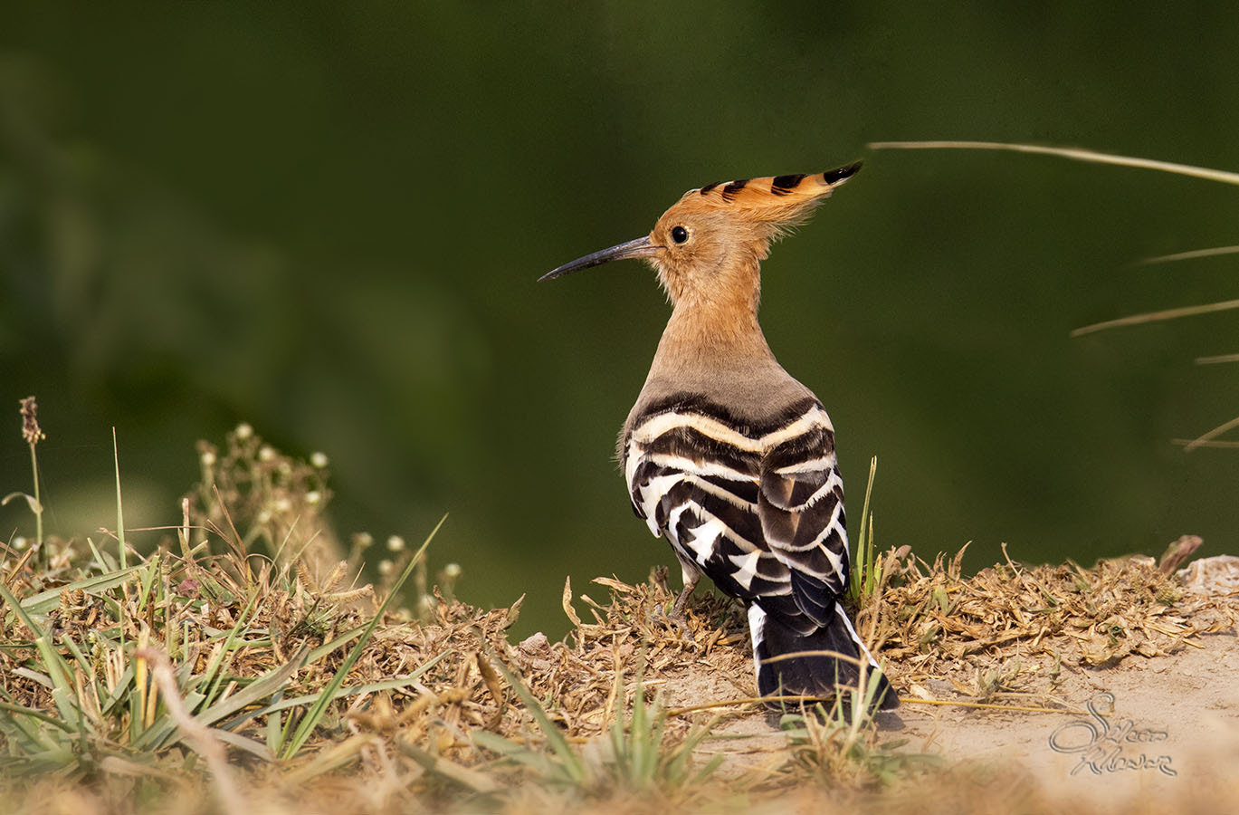Canon EOS 7D + Sigma 150-600mm F5-6.3 DG OS HSM | C sample photo. Hoopoe at phoolnager photography