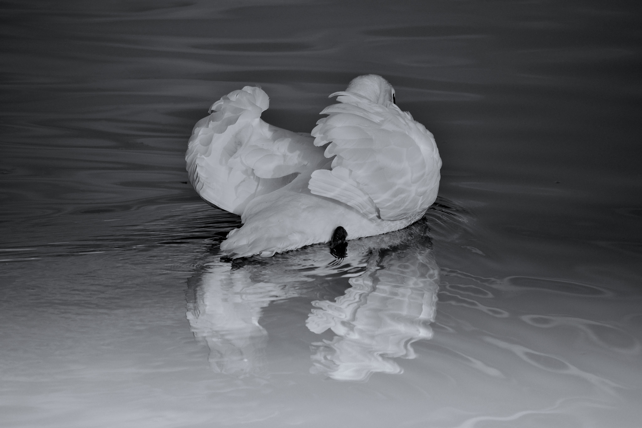 Nikon D800 sample photo. White swan photography