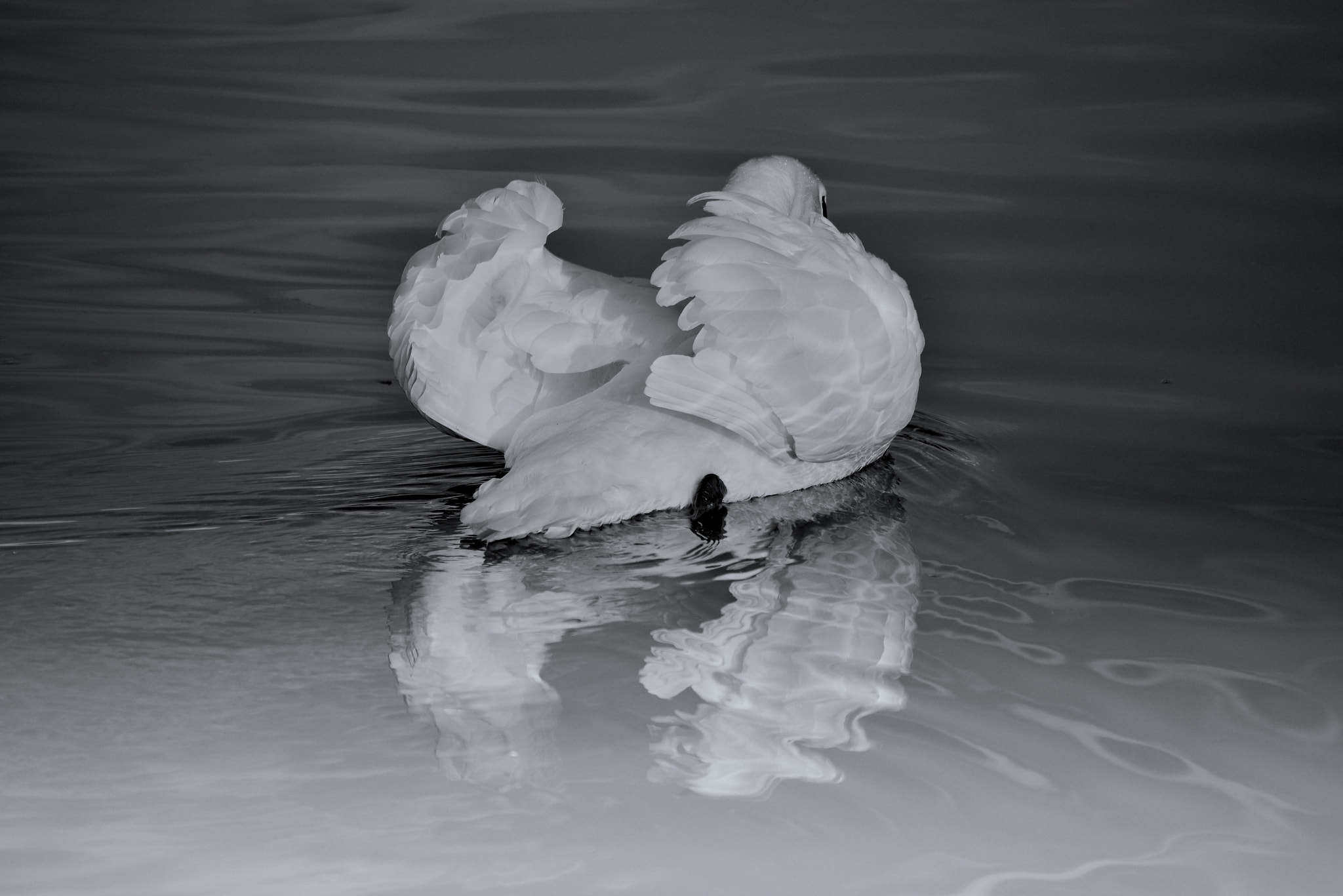 Sigma 150-500mm F5-6.3 DG OS HSM sample photo. White swan photography