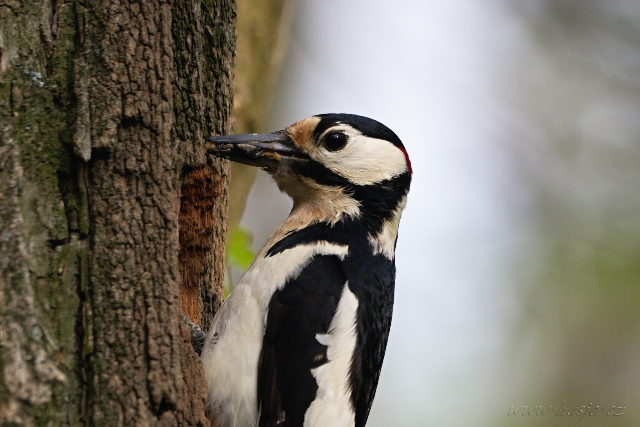 Sigma 150-500mm F5-6.3 DG OS HSM sample photo. Der buntspecht photography