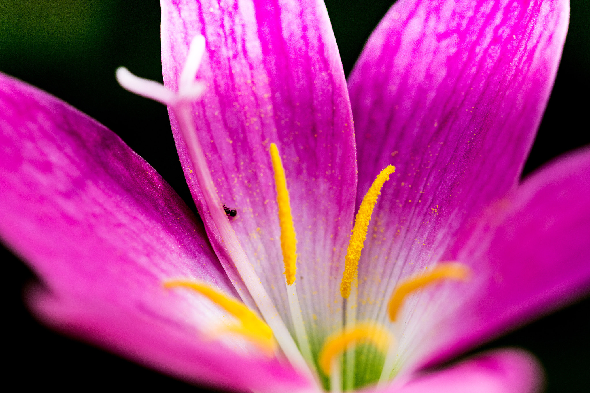 Canon EF 100mm F2.8L Macro IS USM sample photo. Pinky photography