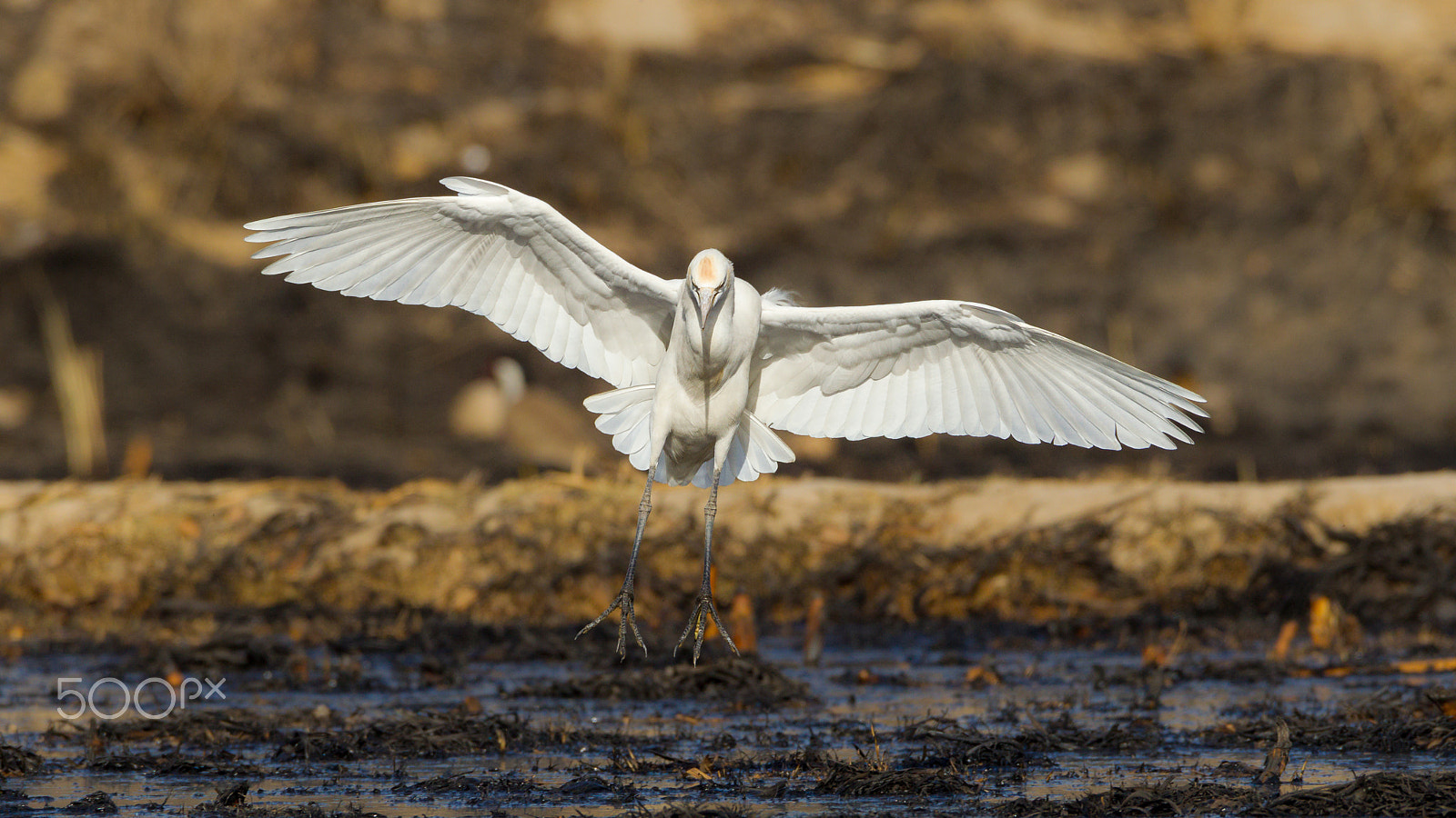Canon EOS-1D Mark IV sample photo. Cattle egret photography