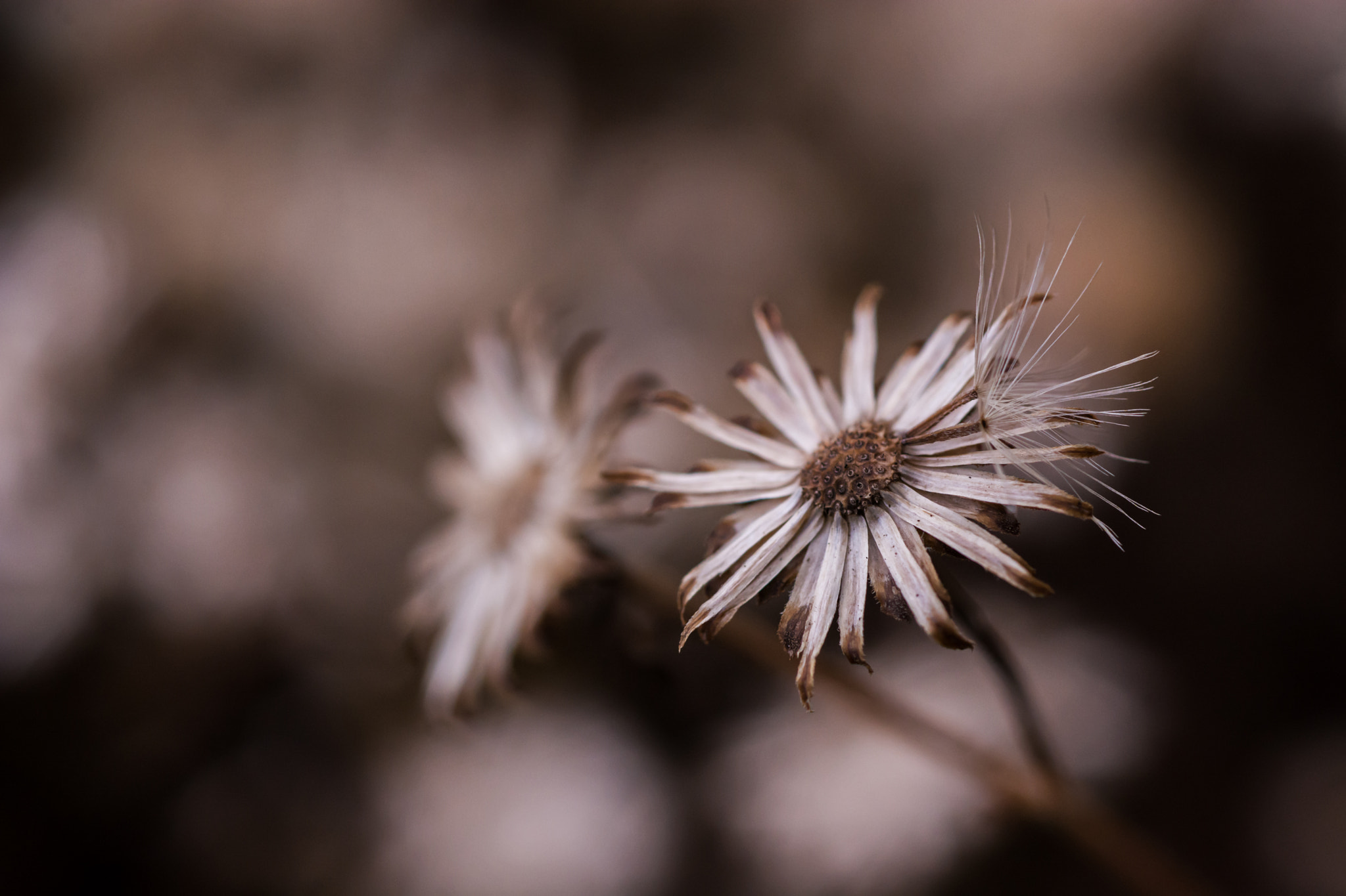 Nikon D7100 + AF Micro-Nikkor 60mm f/2.8 sample photo. Shallow fade......... photography