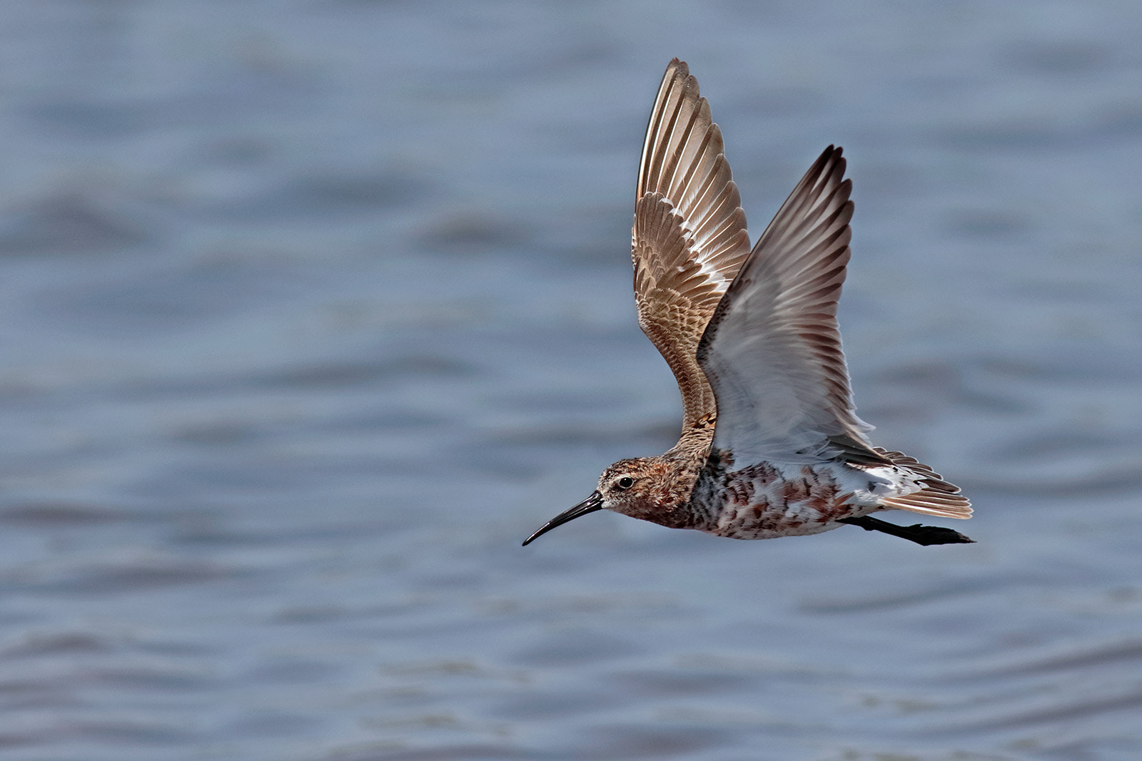 Canon EOS 7D Mark II sample photo. Common sandpiper photography