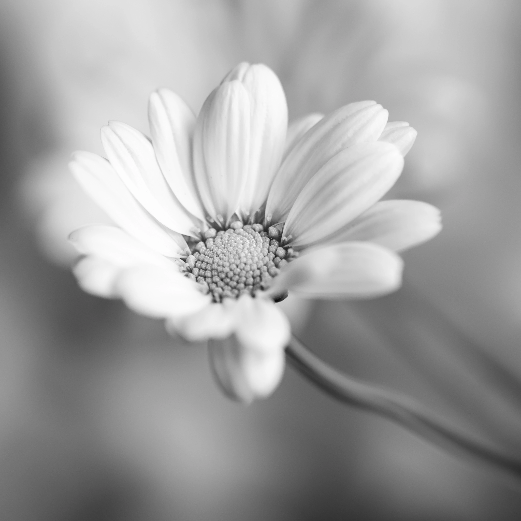 Sigma 105mm F2.8 EX DG OS HSM sample photo. Softly photography