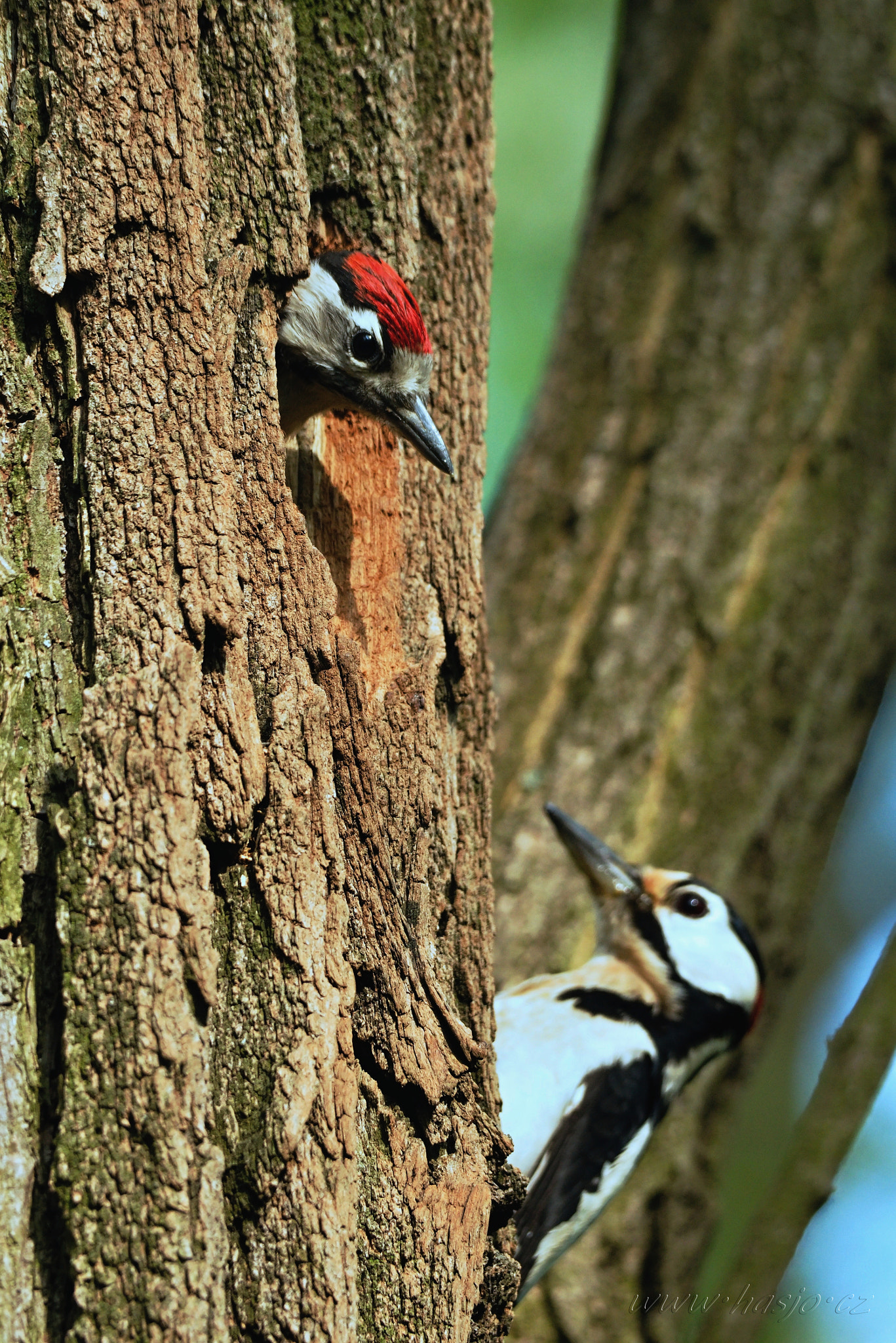 Sigma 150-500mm F5-6.3 DG OS HSM sample photo. Der buntspecht photography