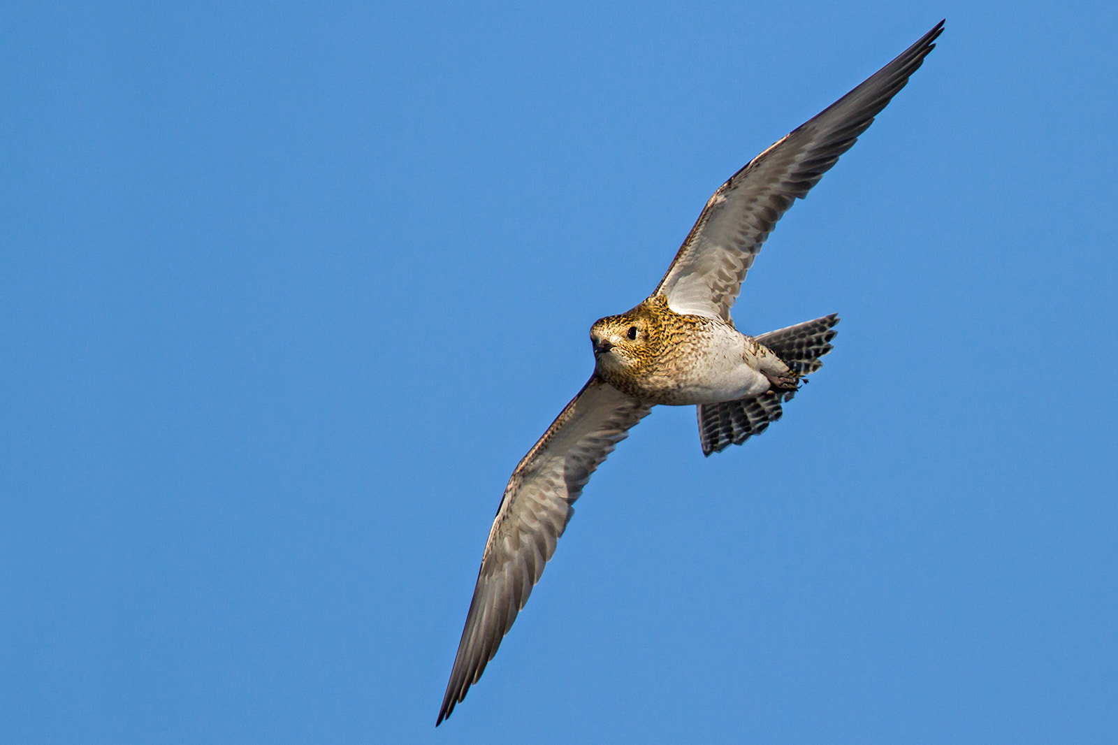 Canon EF 300mm F2.8L IS II USM sample photo. Golden plover photography