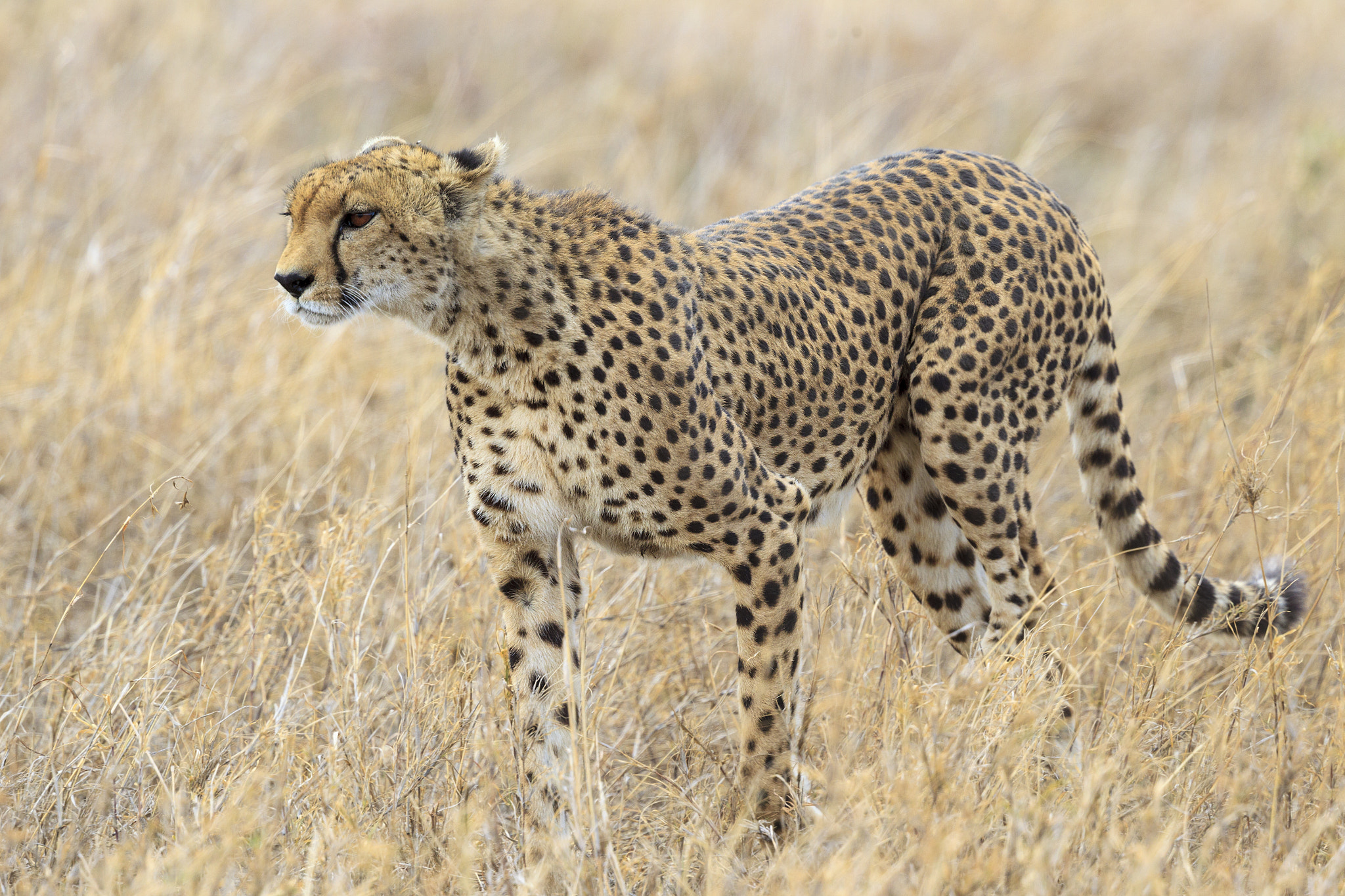 Canon EF 500mm F4L IS II USM sample photo. Cheetah hunting photography