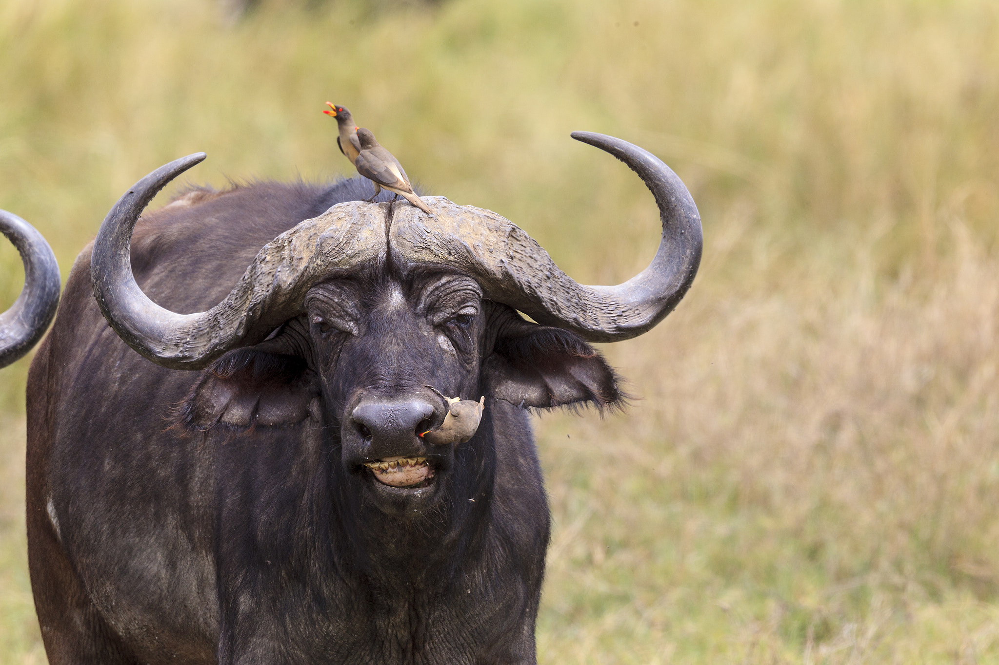 Canon EF 500mm F4L IS II USM sample photo. African cape buffalo uc photography