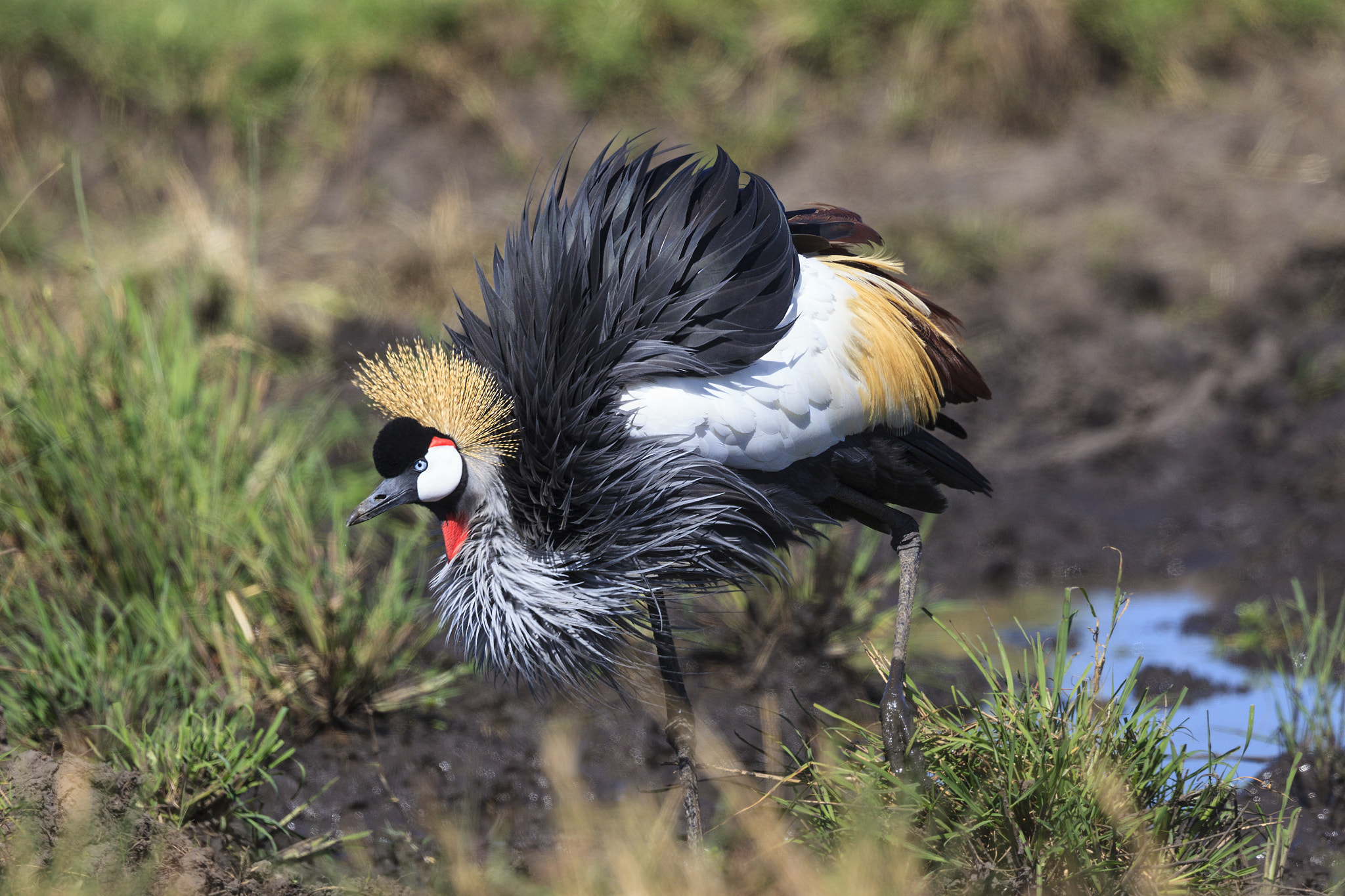 Canon EOS-1D Mark IV + Canon EF 500mm F4L IS II USM sample photo. Crowned crane uc photography