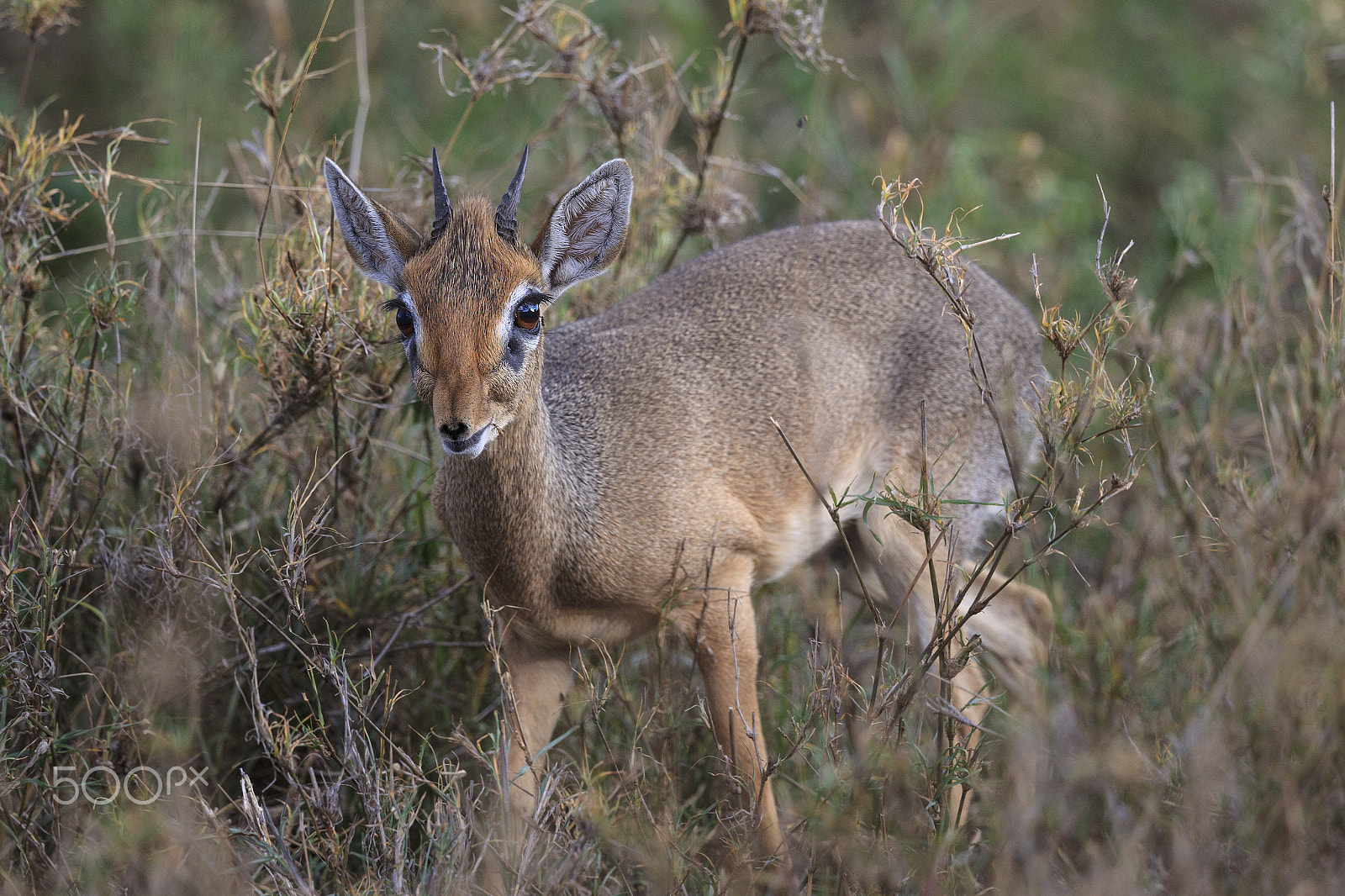 Canon EF 500mm F4L IS II USM sample photo. Kirk's dik dik uc photography