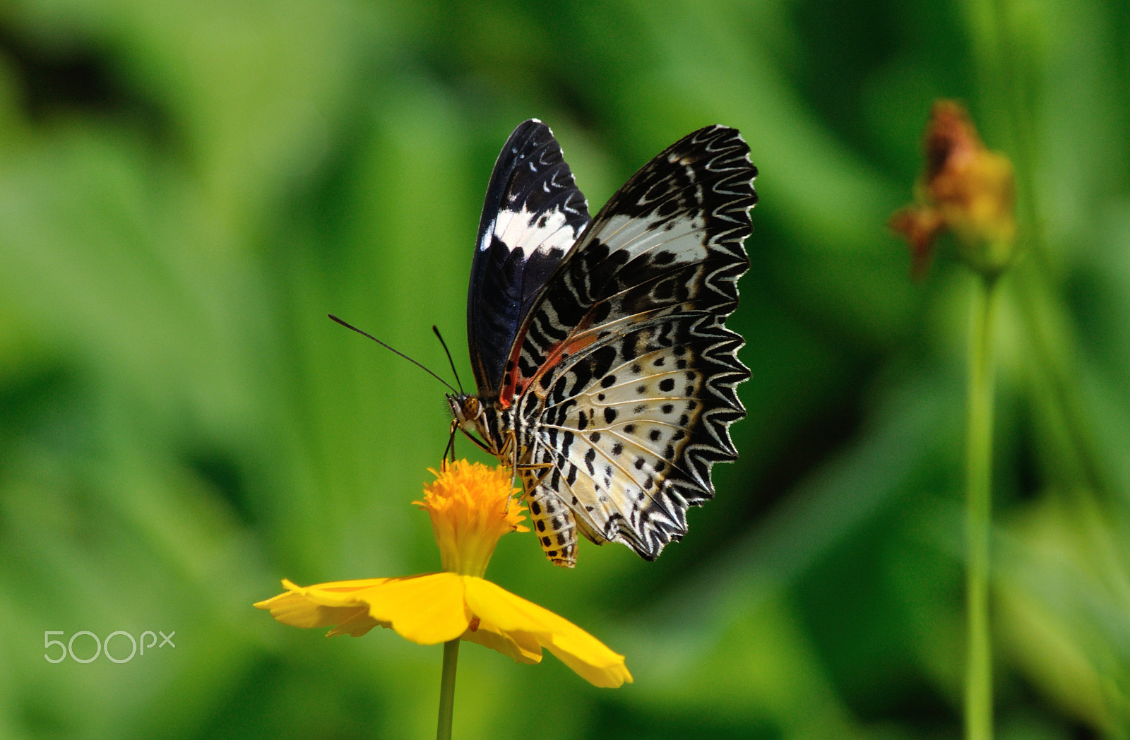 Nikon D90 sample photo. Butterfly…leopard lacewing photography