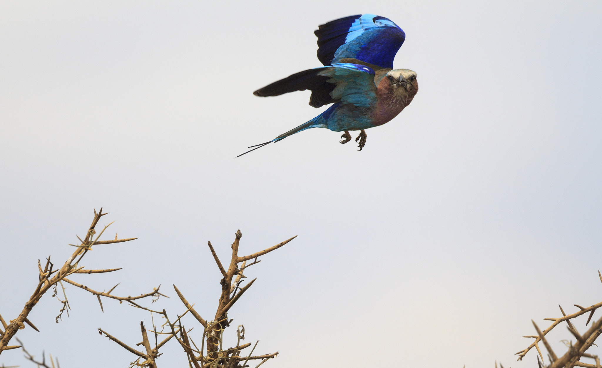 Canon EOS-1D Mark IV + Canon EF 500mm F4L IS II USM sample photo. Lilac breasted roller uc photography