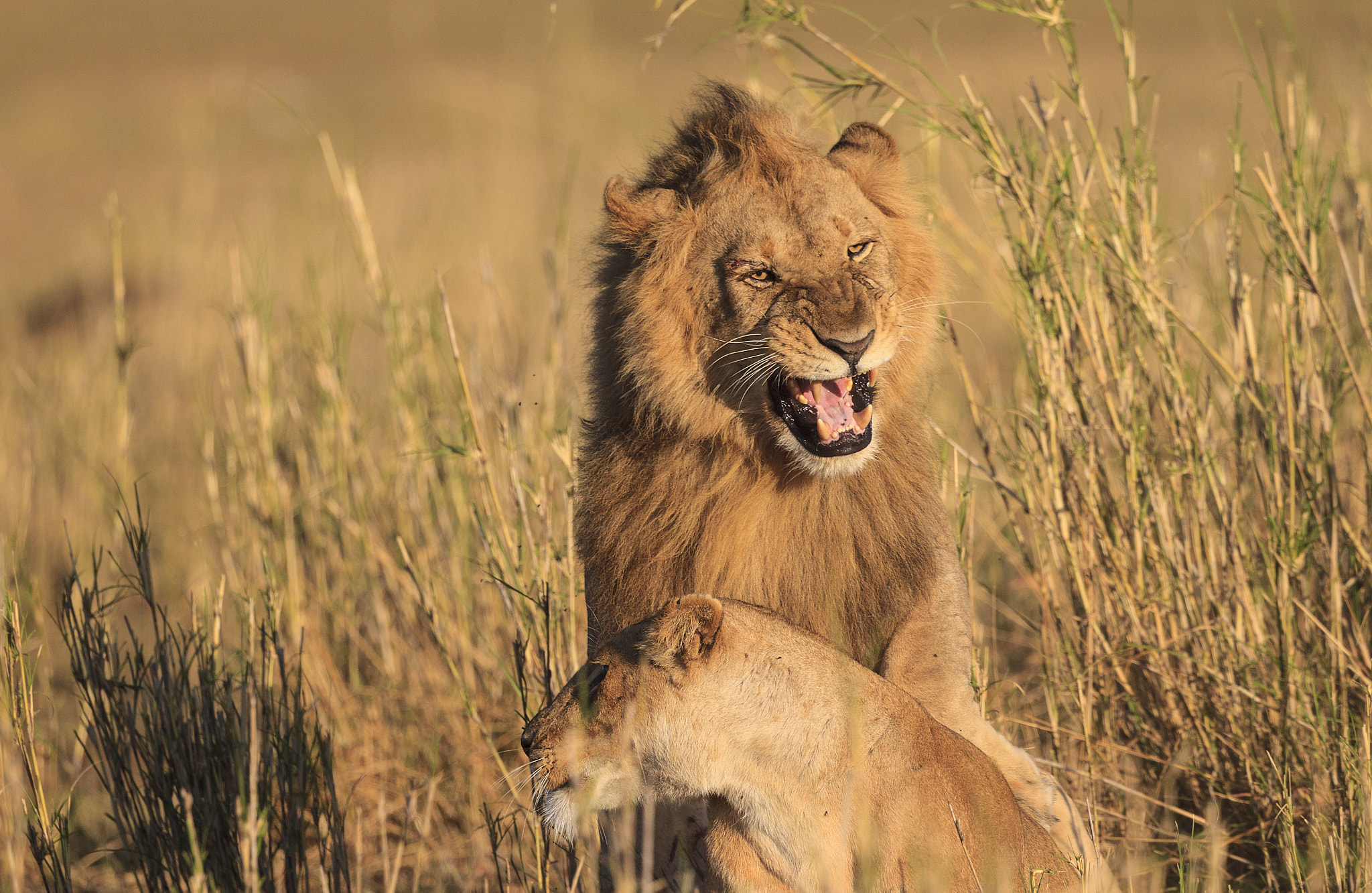 Canon EOS-1D Mark IV + Canon EF 500mm F4L IS II USM sample photo. Lions mating photography