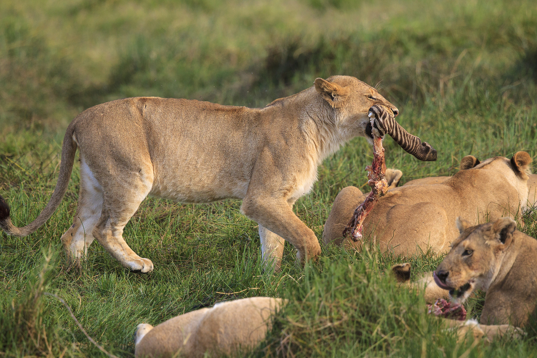 Canon EF 500mm F4L IS II USM sample photo. Lion carrying zebra leg photography