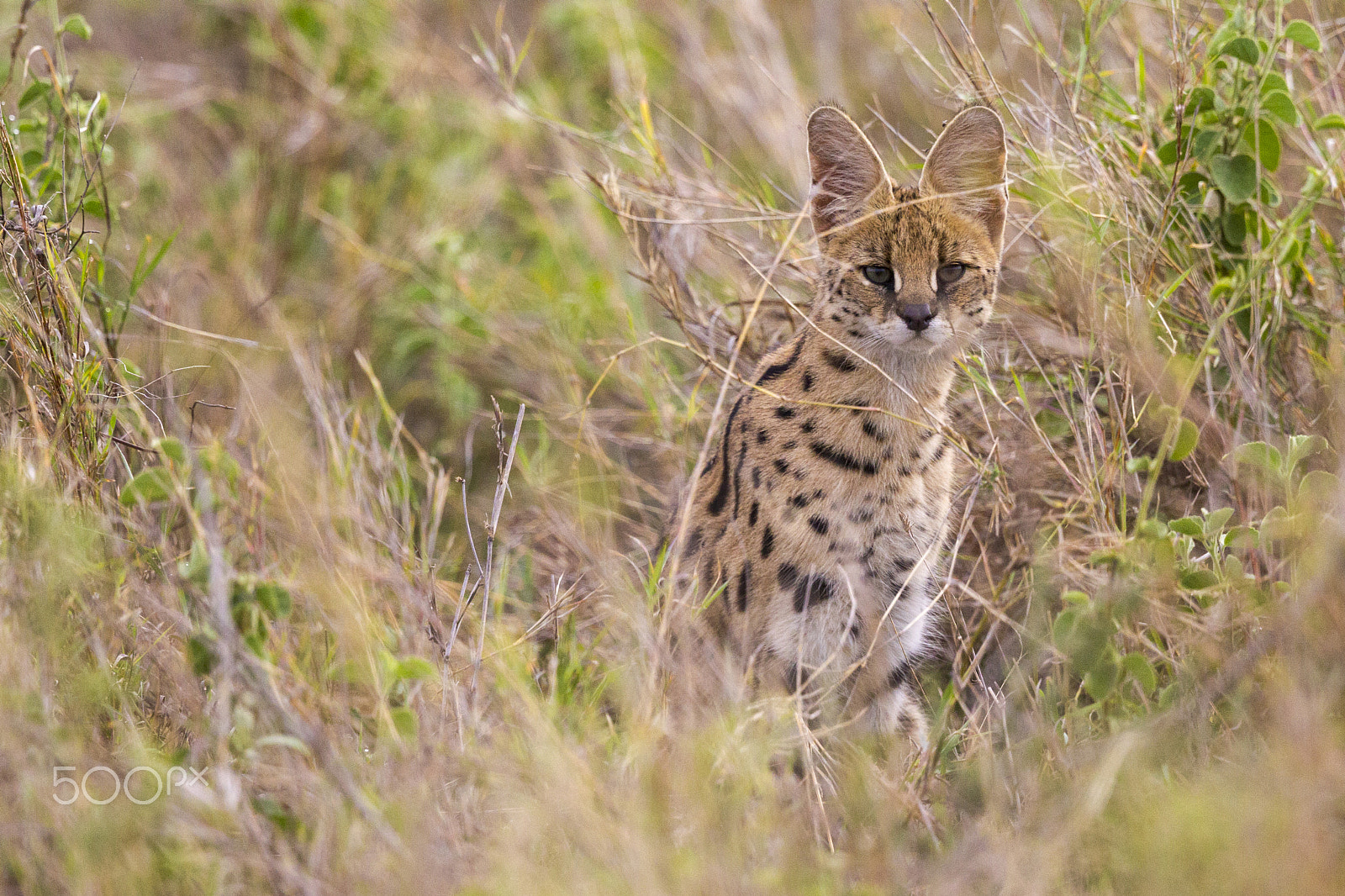 Canon EOS-1D Mark IV + Canon EF 500mm F4L IS II USM sample photo. Serval in the high grass photography