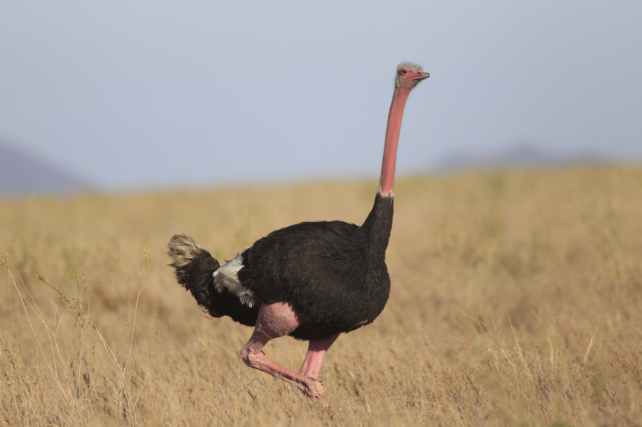 Canon EOS-1D Mark IV + Canon EF 500mm F4L IS II USM sample photo. Ostrich uc photography