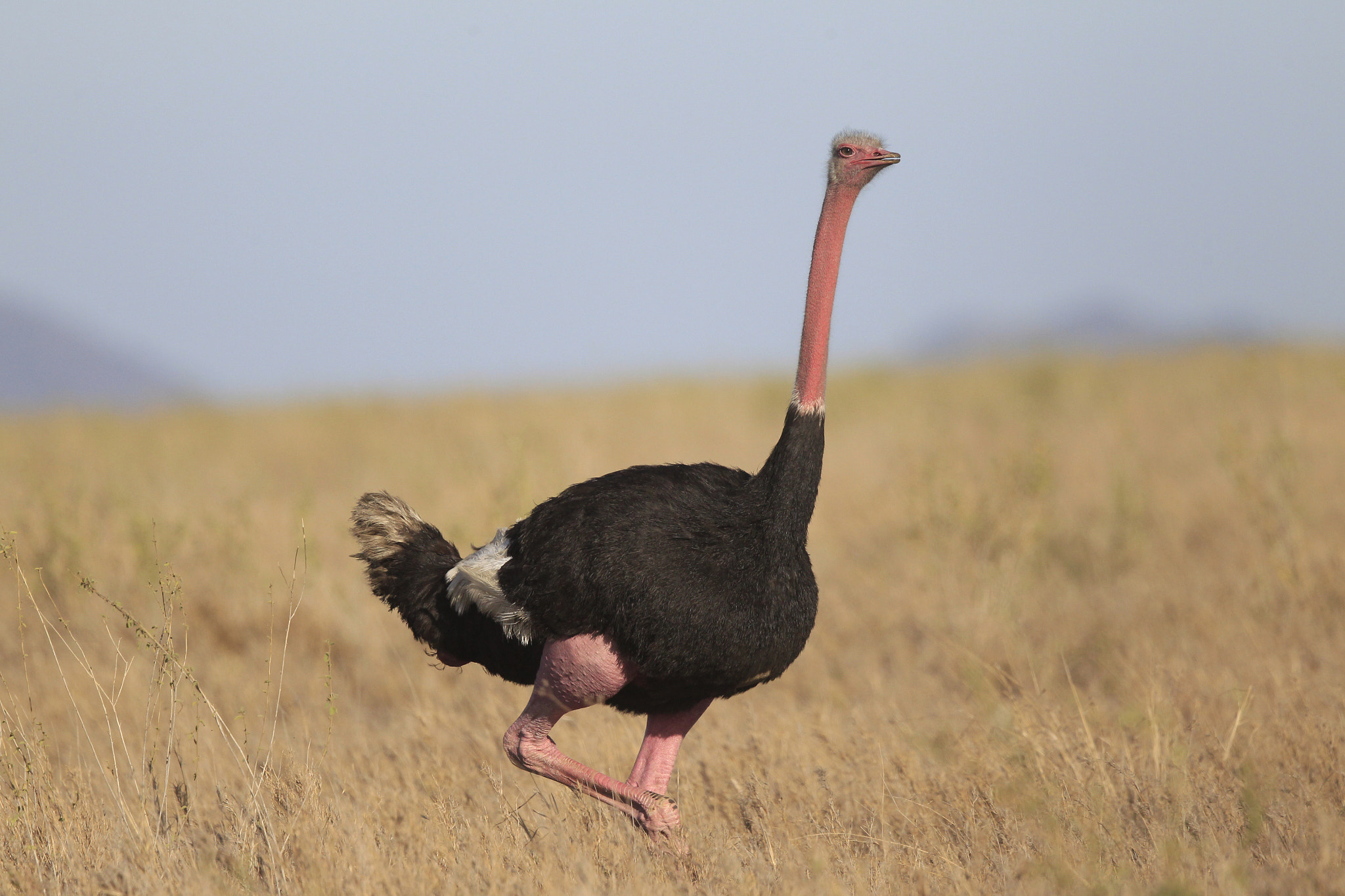 Canon EF 500mm F4L IS II USM sample photo. Ostrich uc photography