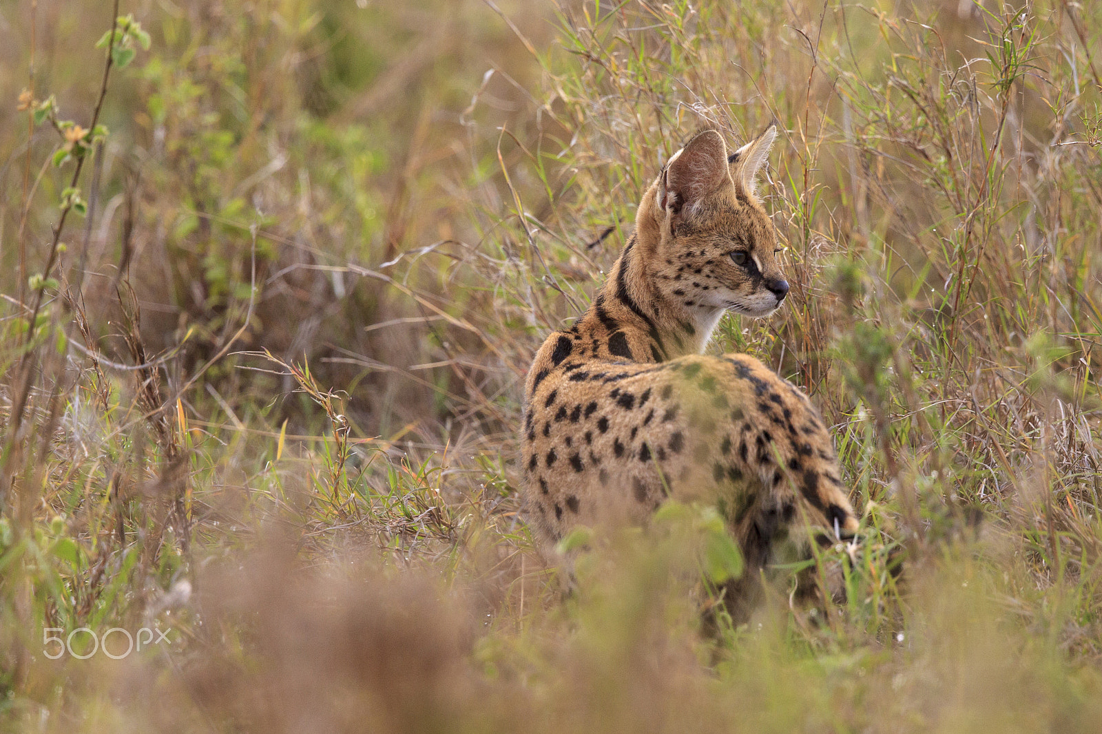 Canon EOS-1D Mark IV + Canon EF 500mm F4L IS II USM sample photo. Serval listening for prey photography