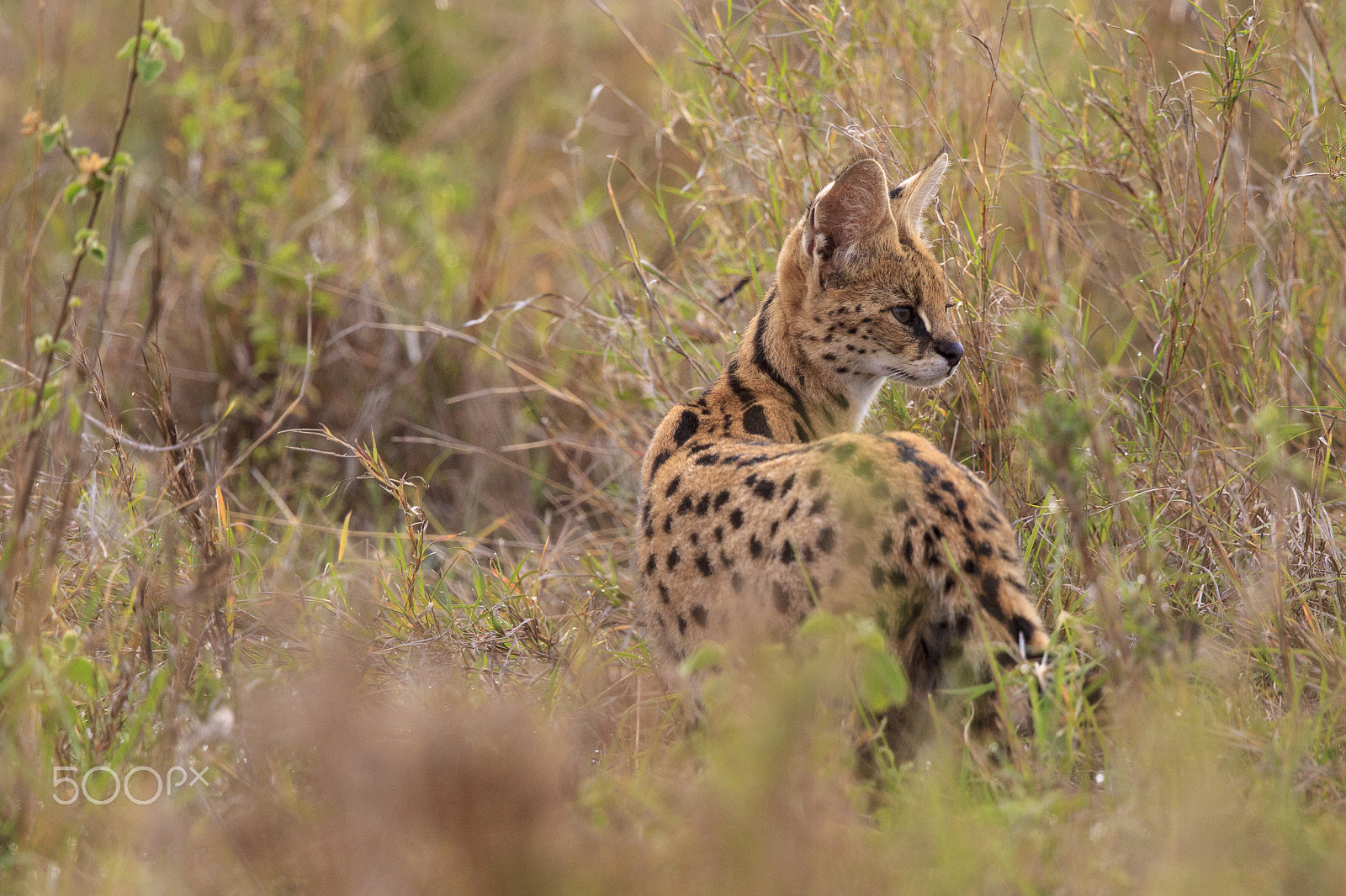 Canon EF 500mm F4L IS II USM sample photo. Serval listening for prey photography