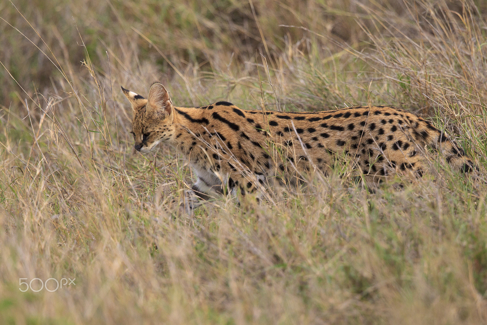 Canon EF 500mm F4L IS II USM sample photo. Serval hunting photography