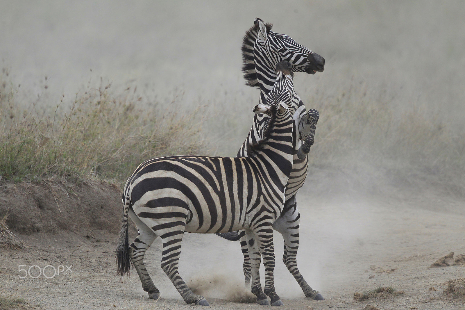 Canon EF 500mm F4L IS II USM sample photo. Zebra uc photography