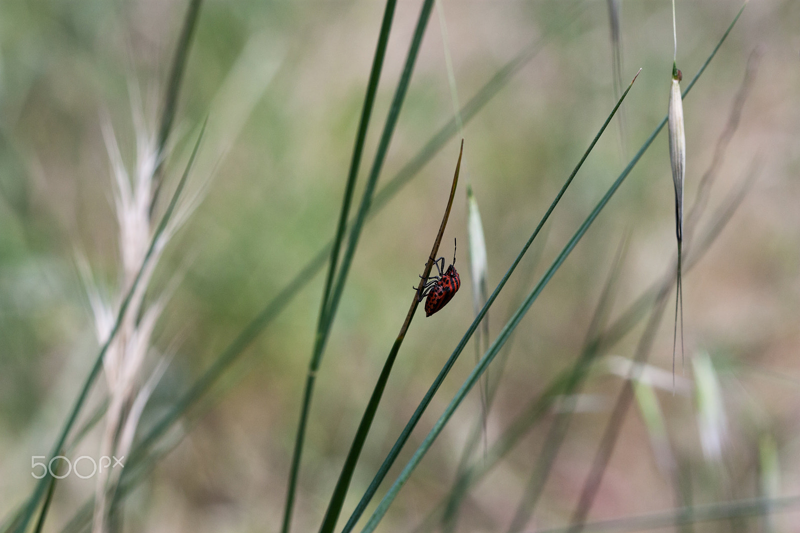 Canon EF 100mm F2.8 Macro USM sample photo. Caminando hacia la cumbre photography