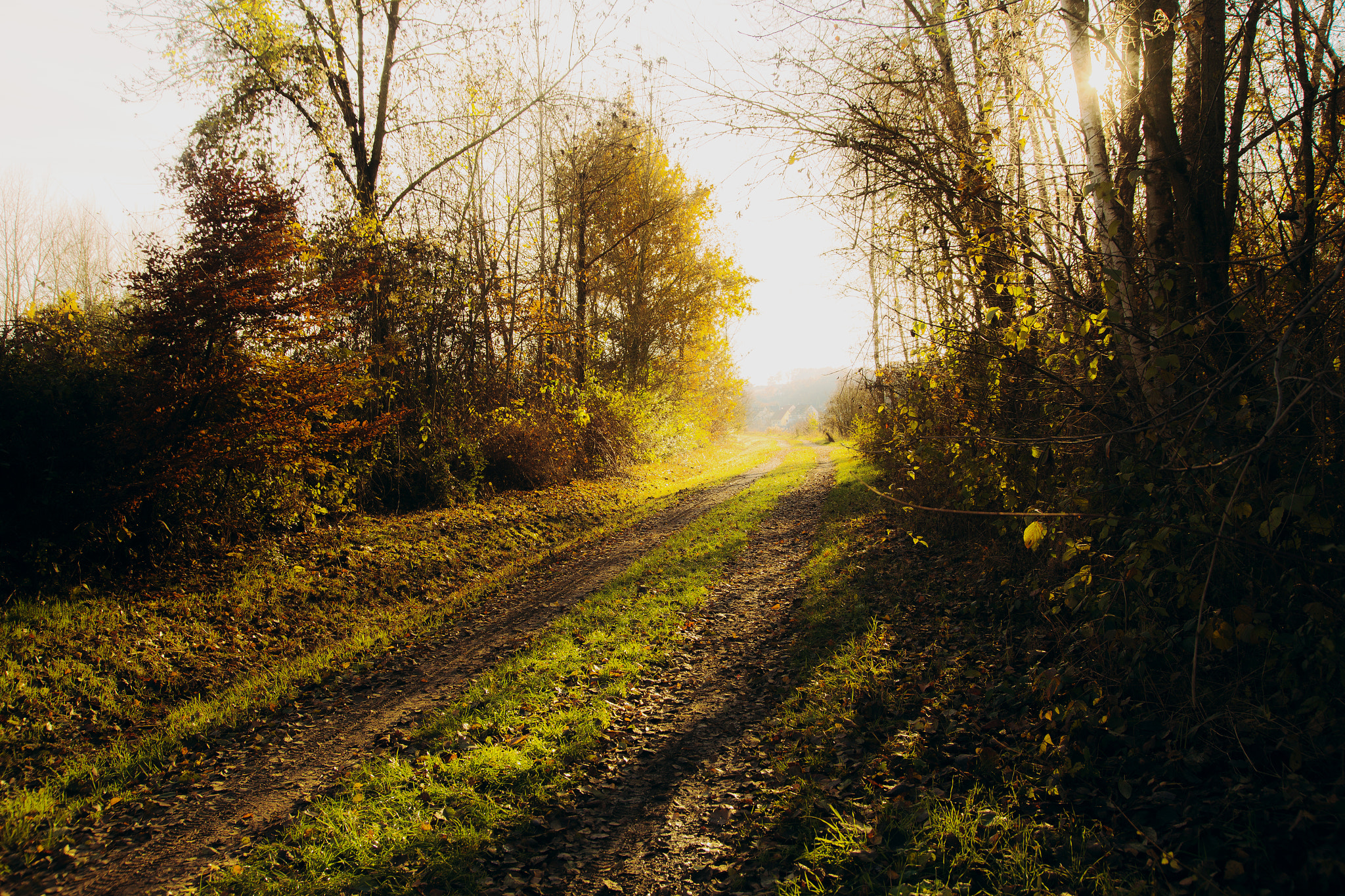 Sigma 24-105mm f/4 DG OS HSM | A sample photo. ..autumn walk photography