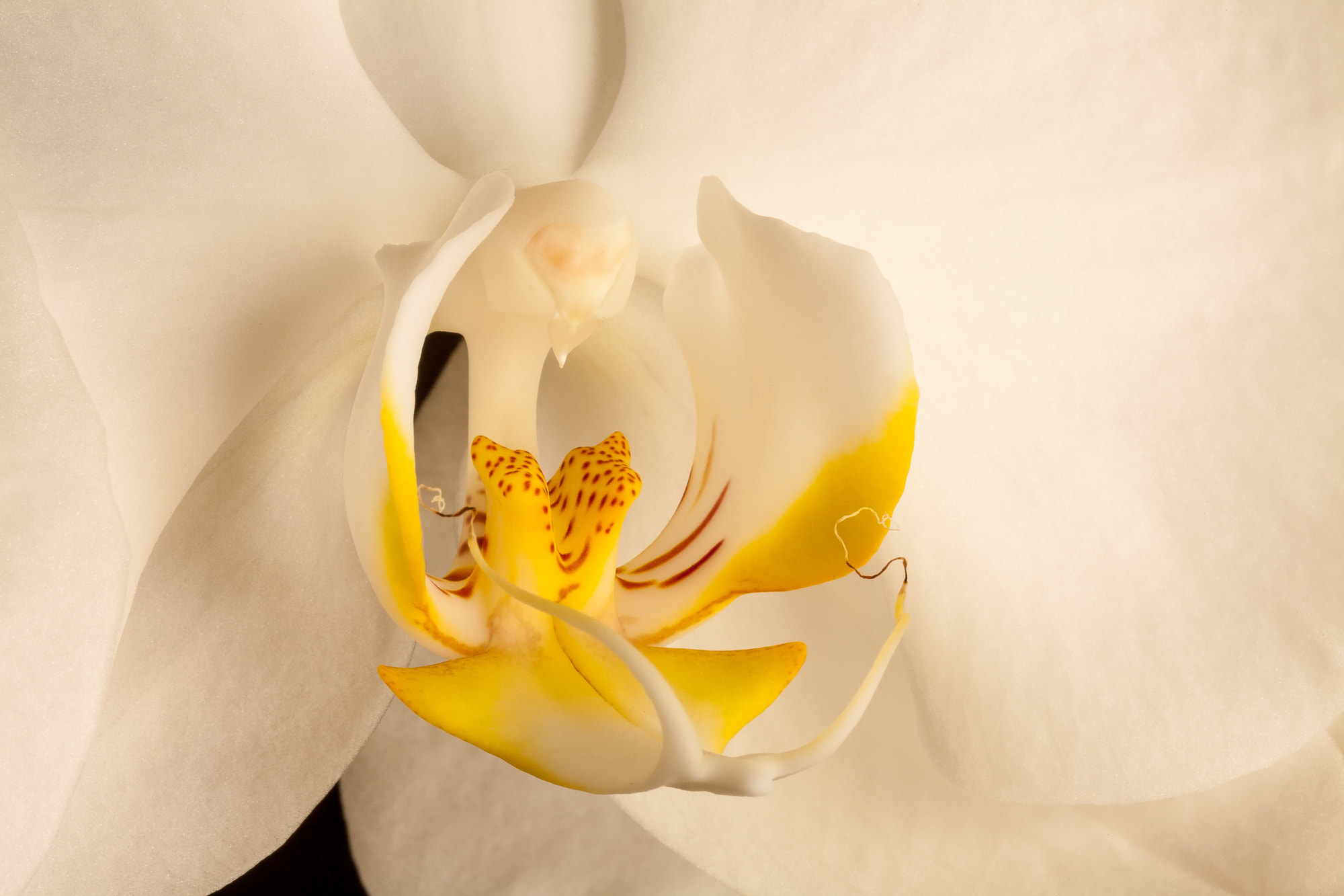 Canon EOS 5D sample photo. Avis's orchids #9 photography
